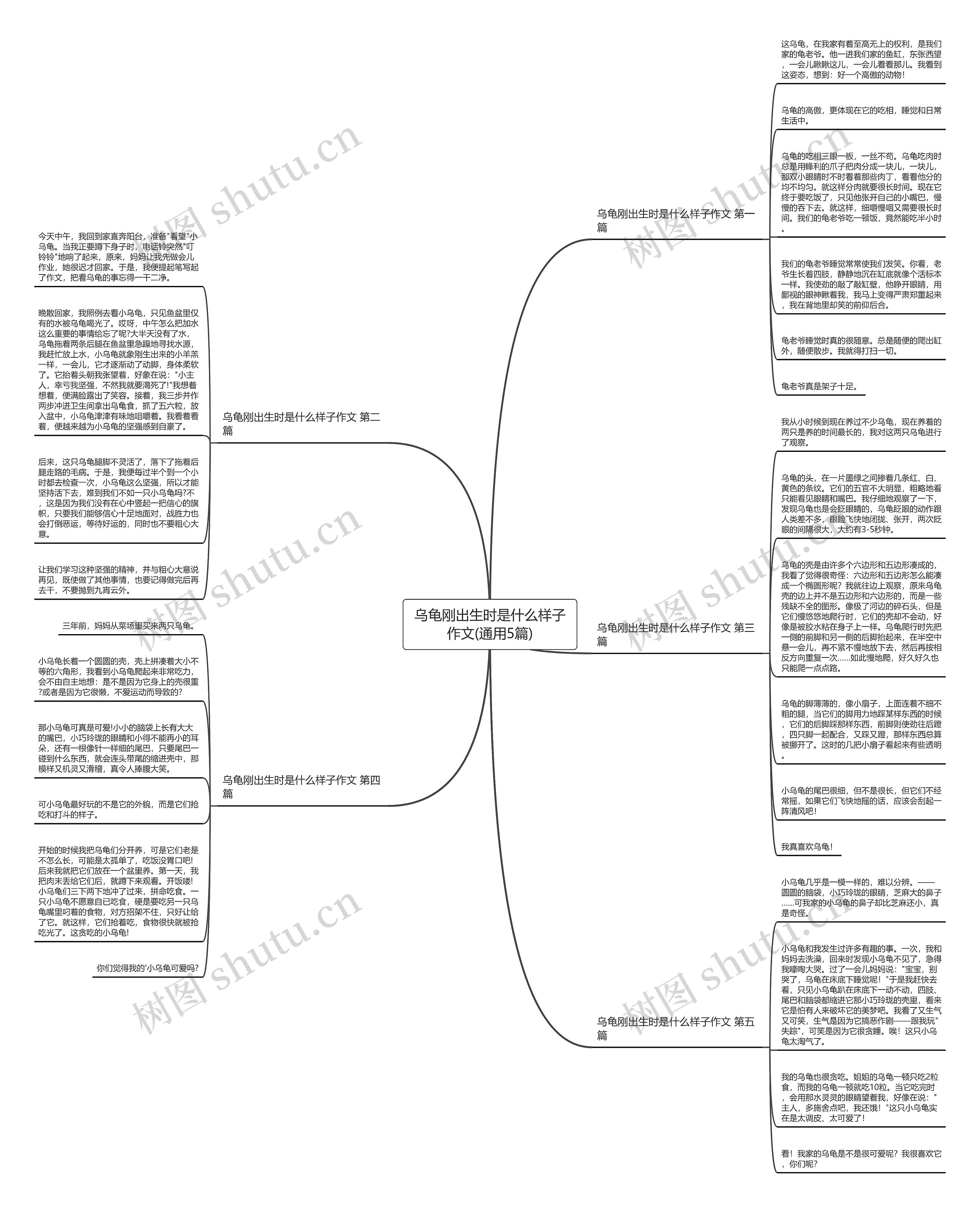 乌龟刚出生时是什么样子作文(通用5篇)思维导图