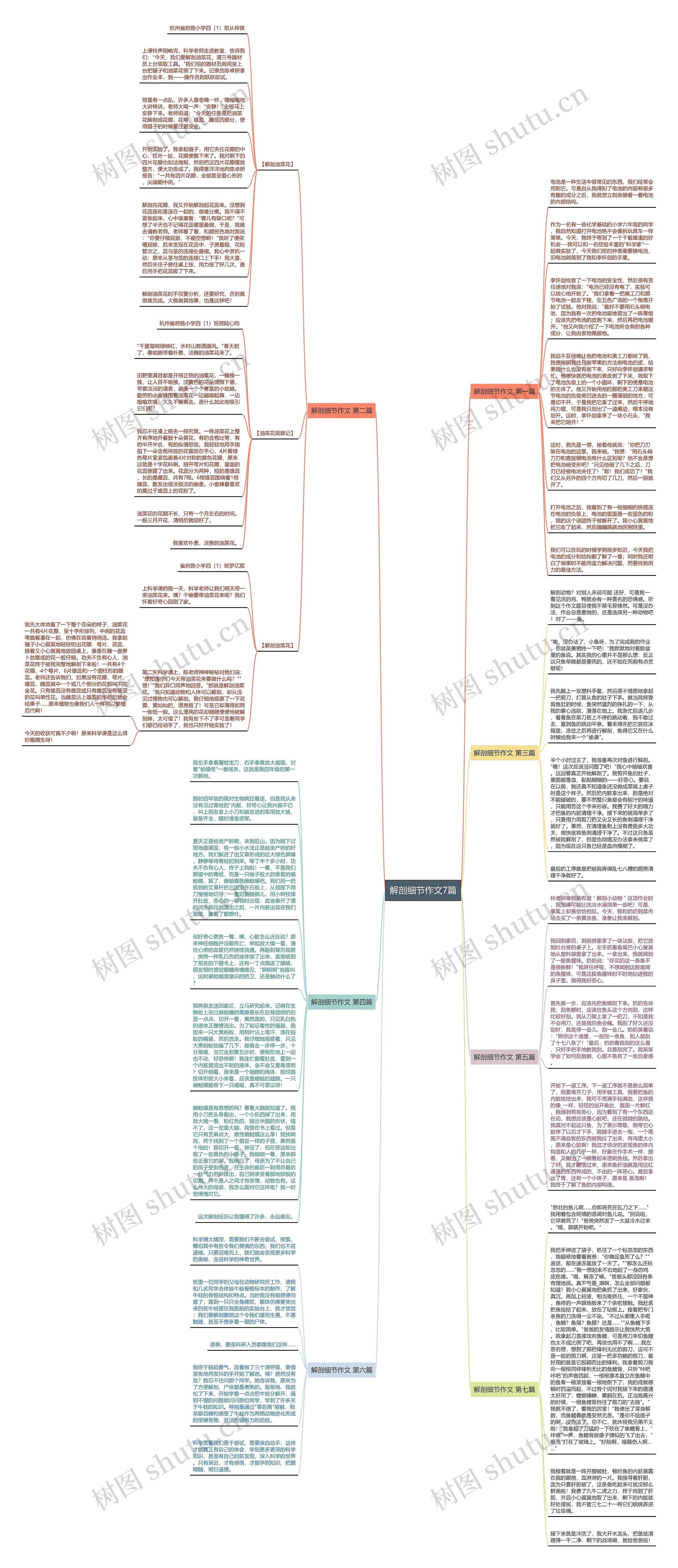 解剖细节作文7篇思维导图