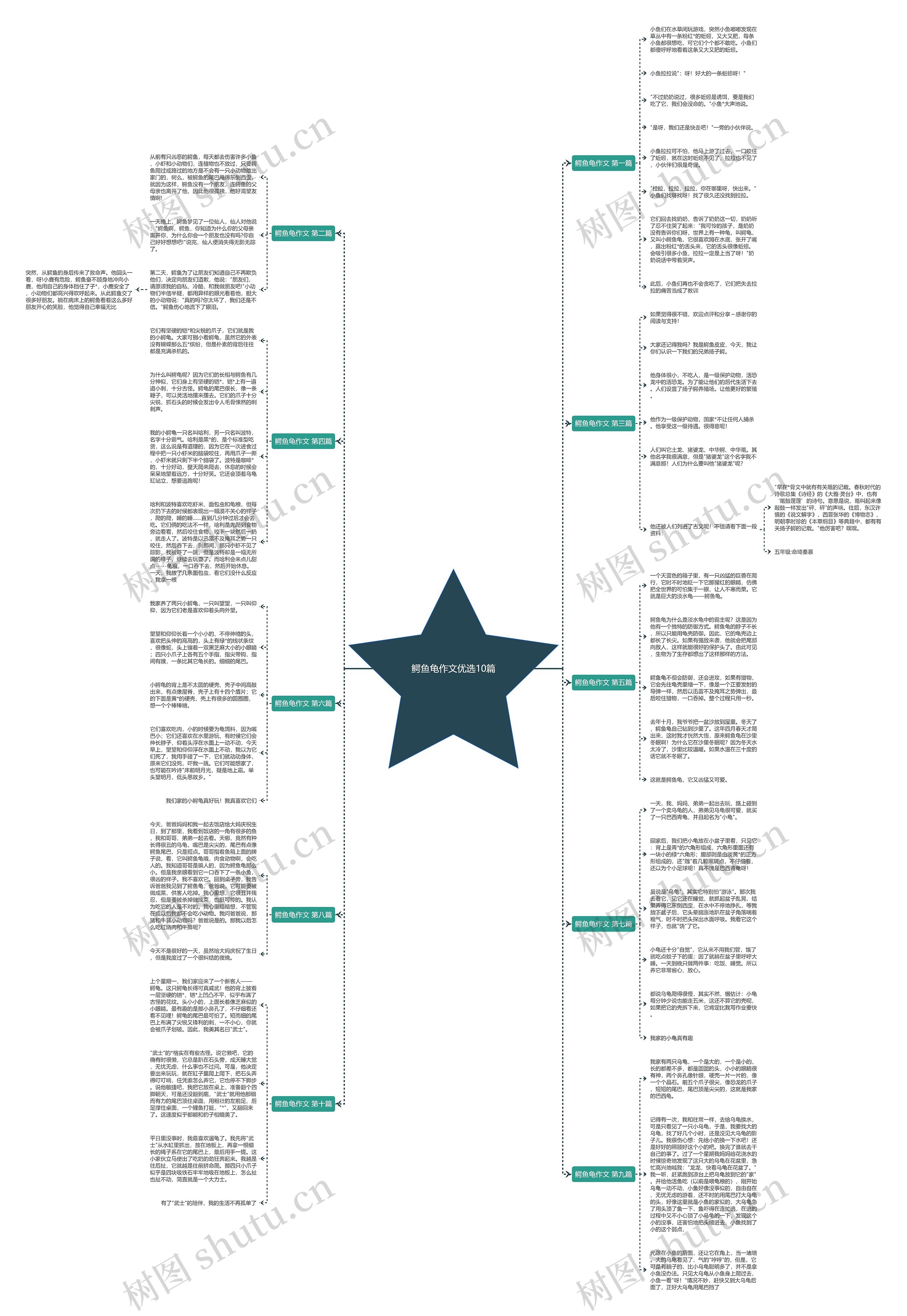鳄鱼龟作文优选10篇思维导图