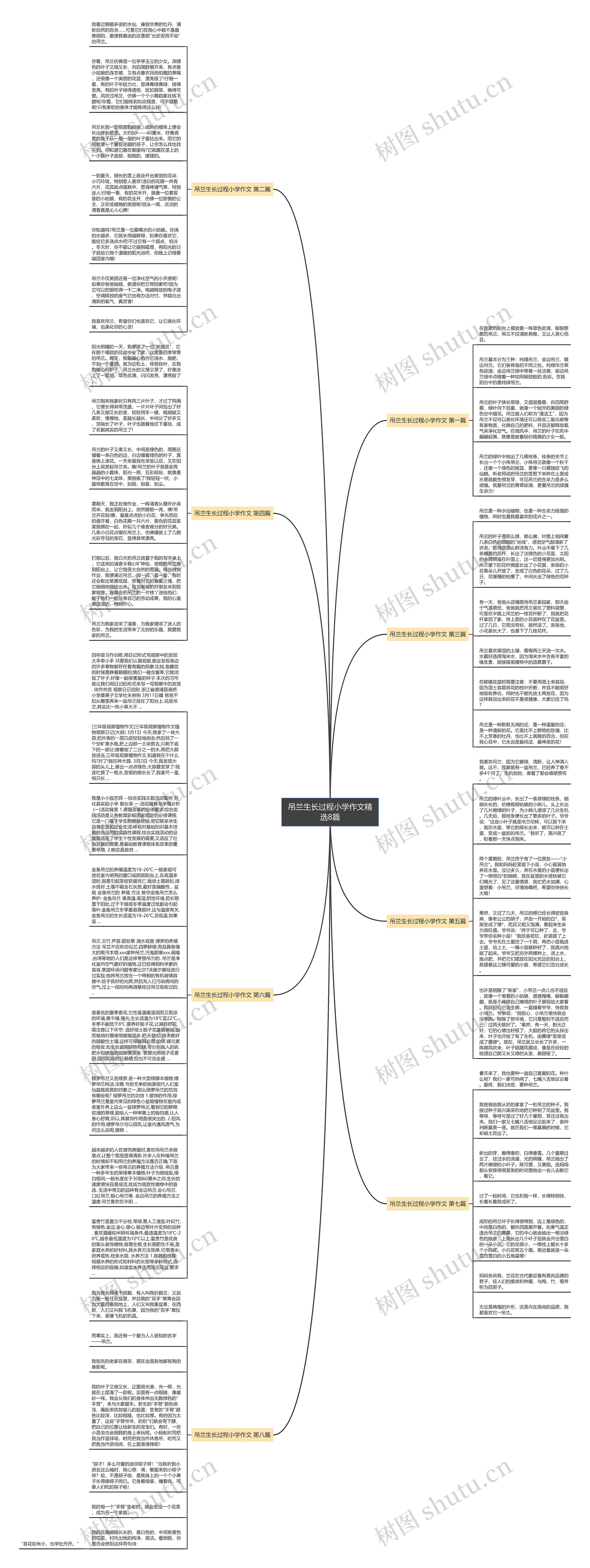 吊兰生长过程小学作文精选8篇思维导图