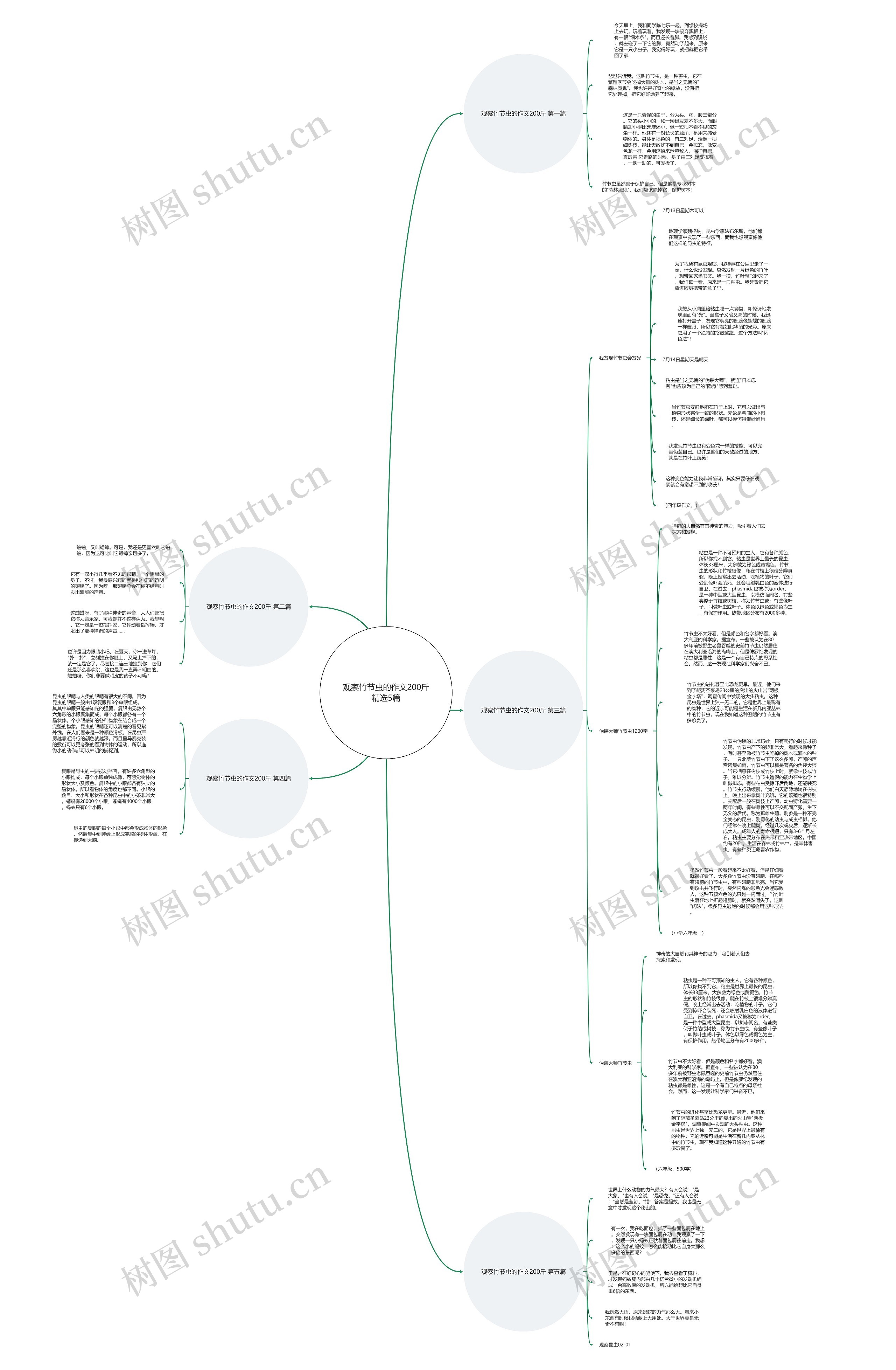 观察竹节虫的作文200斤精选5篇思维导图