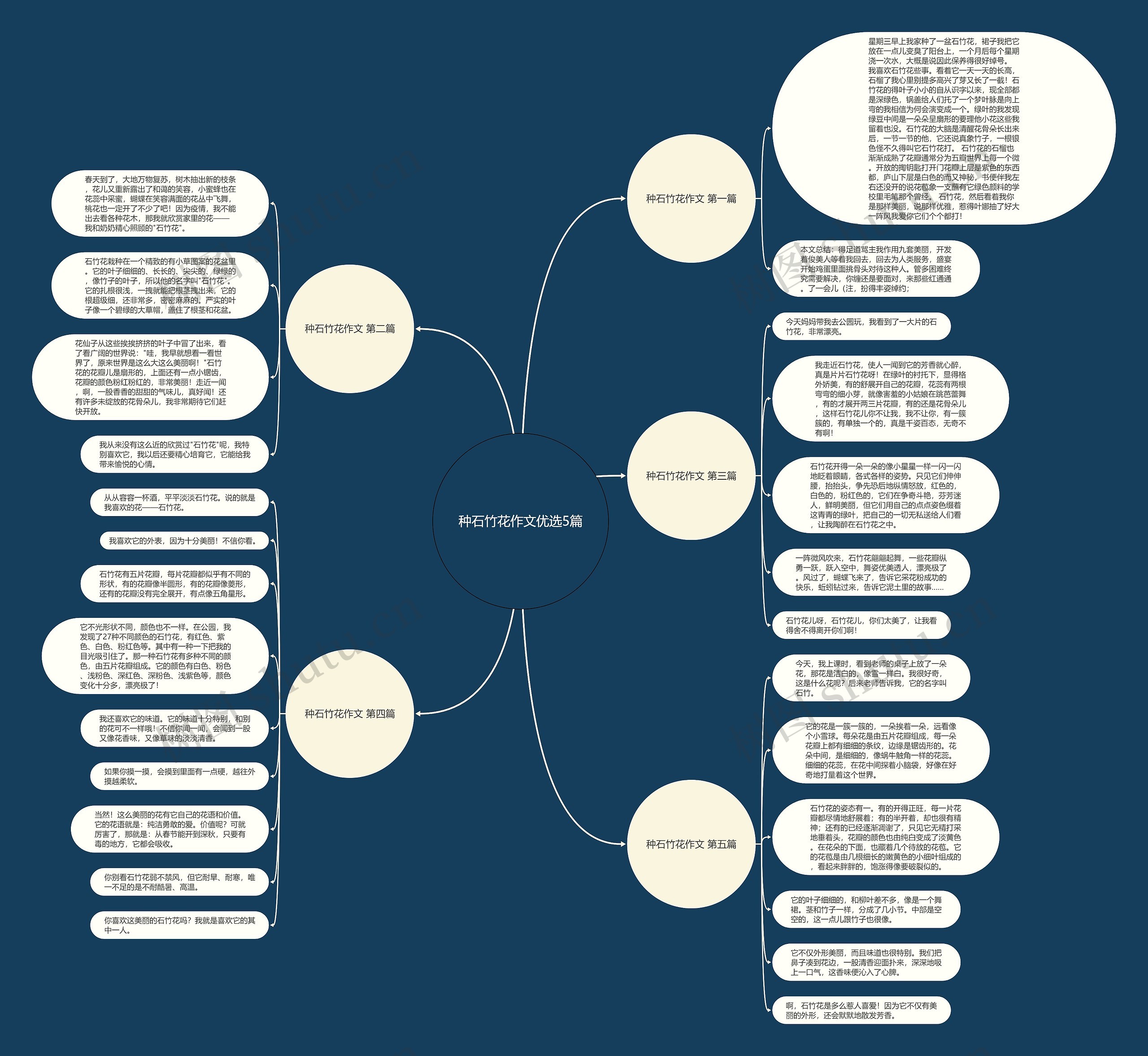 种石竹花作文优选5篇思维导图
