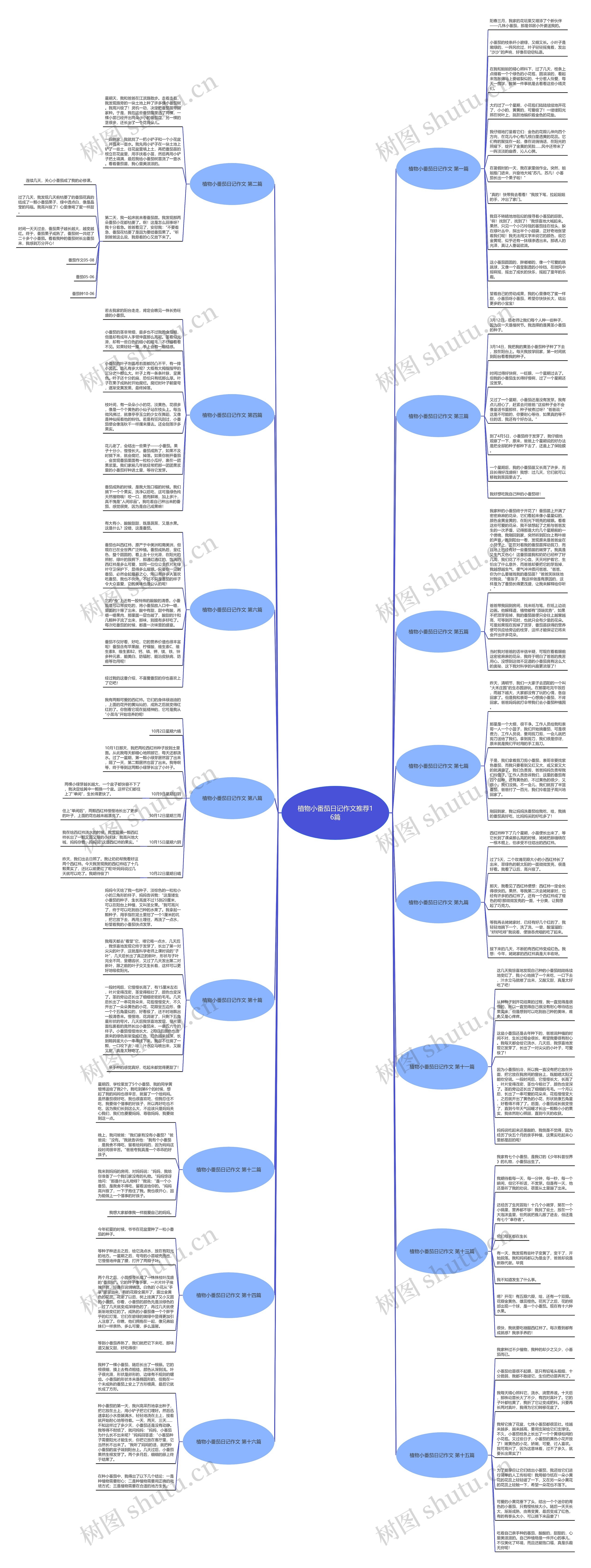 植物小番茄日记作文推荐16篇思维导图