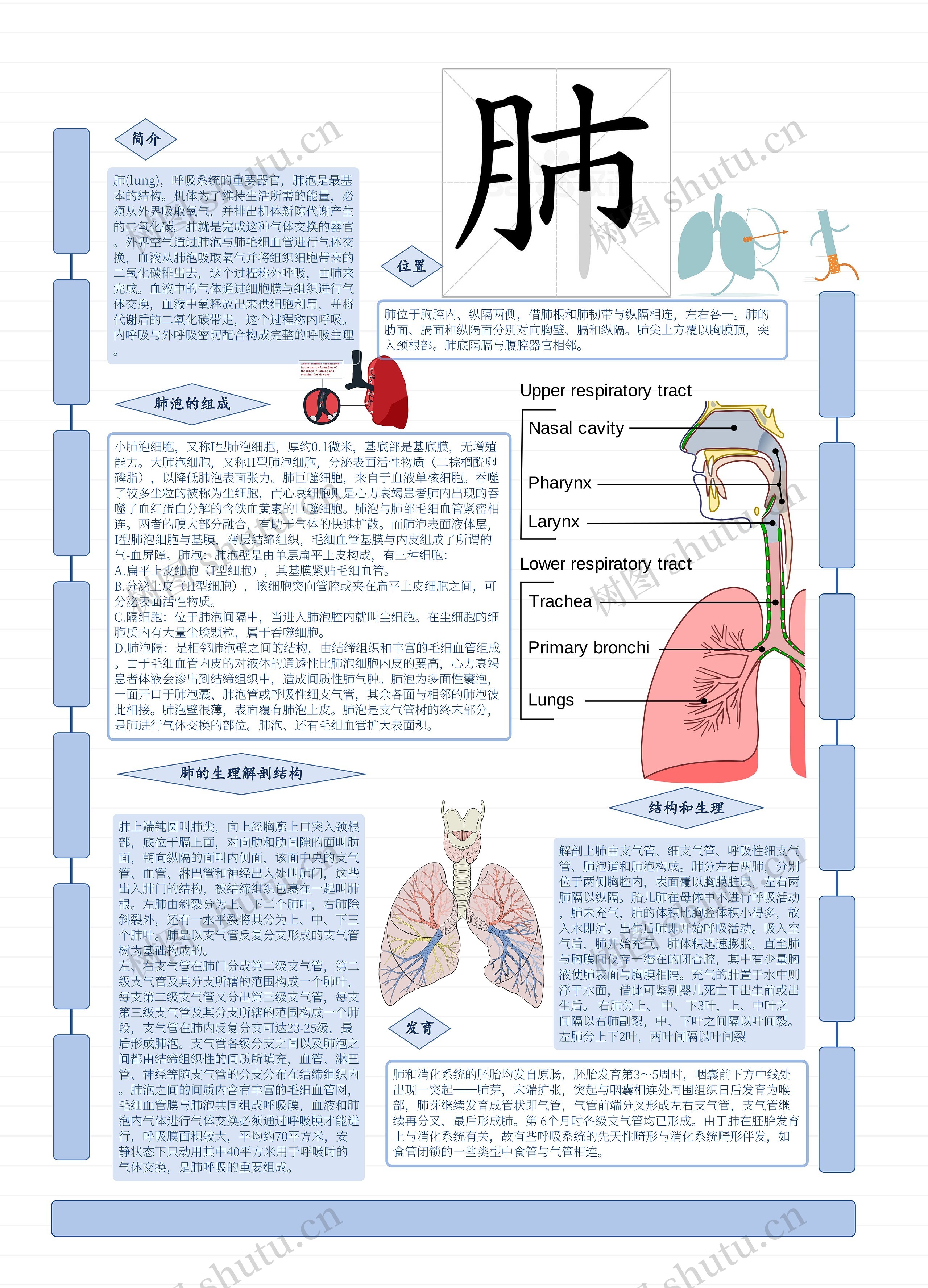 五脏思维导图