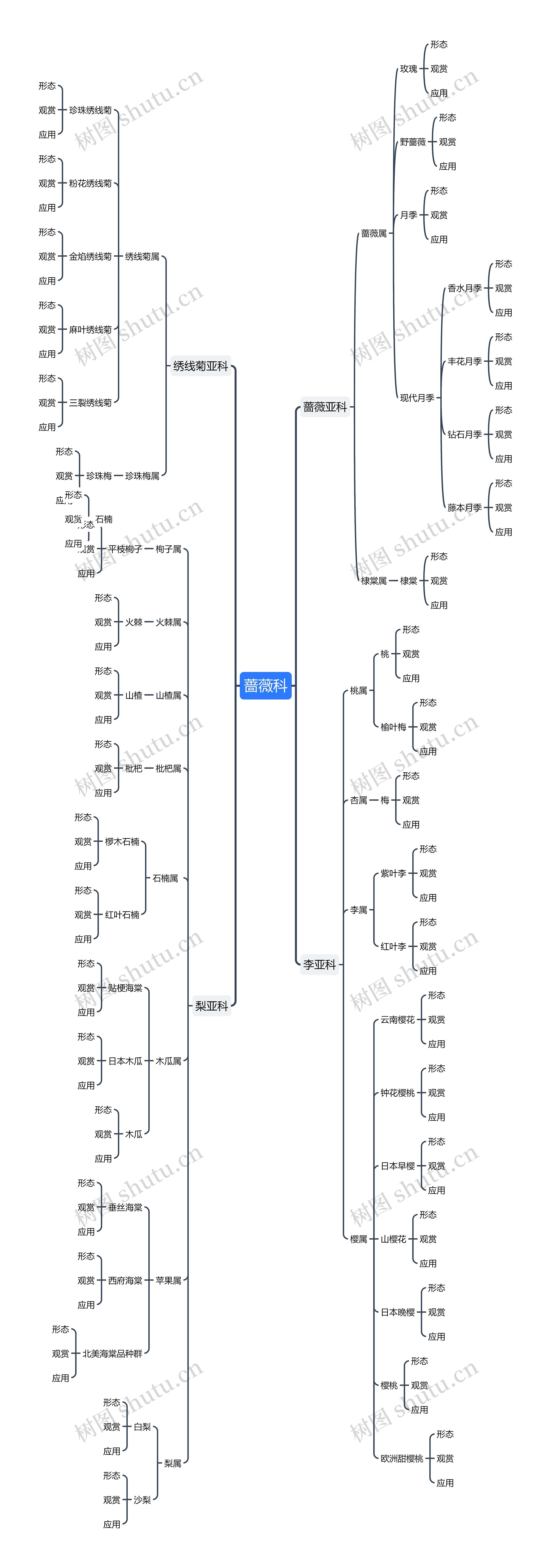 蔷薇科思维导图