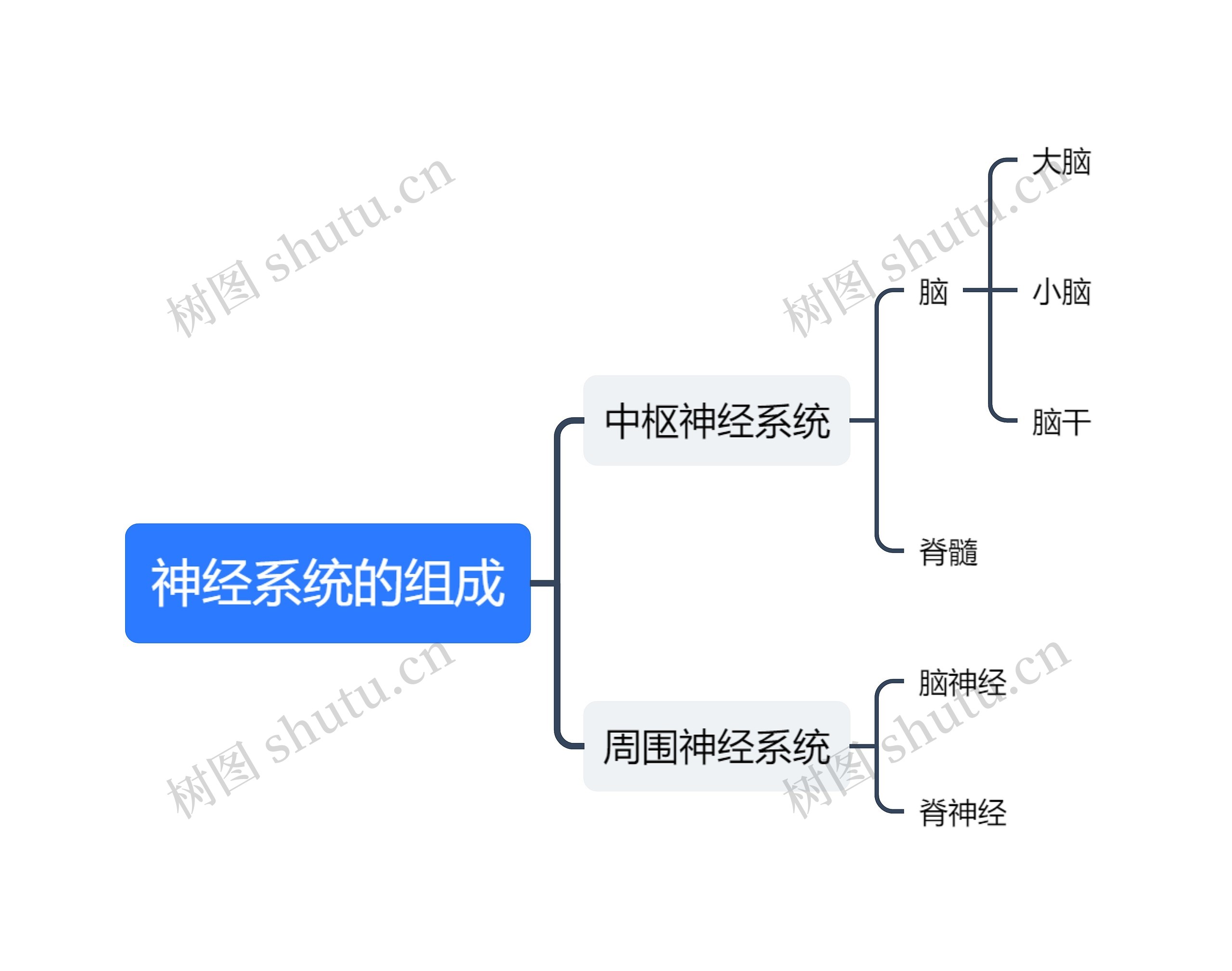 神经系统的组成