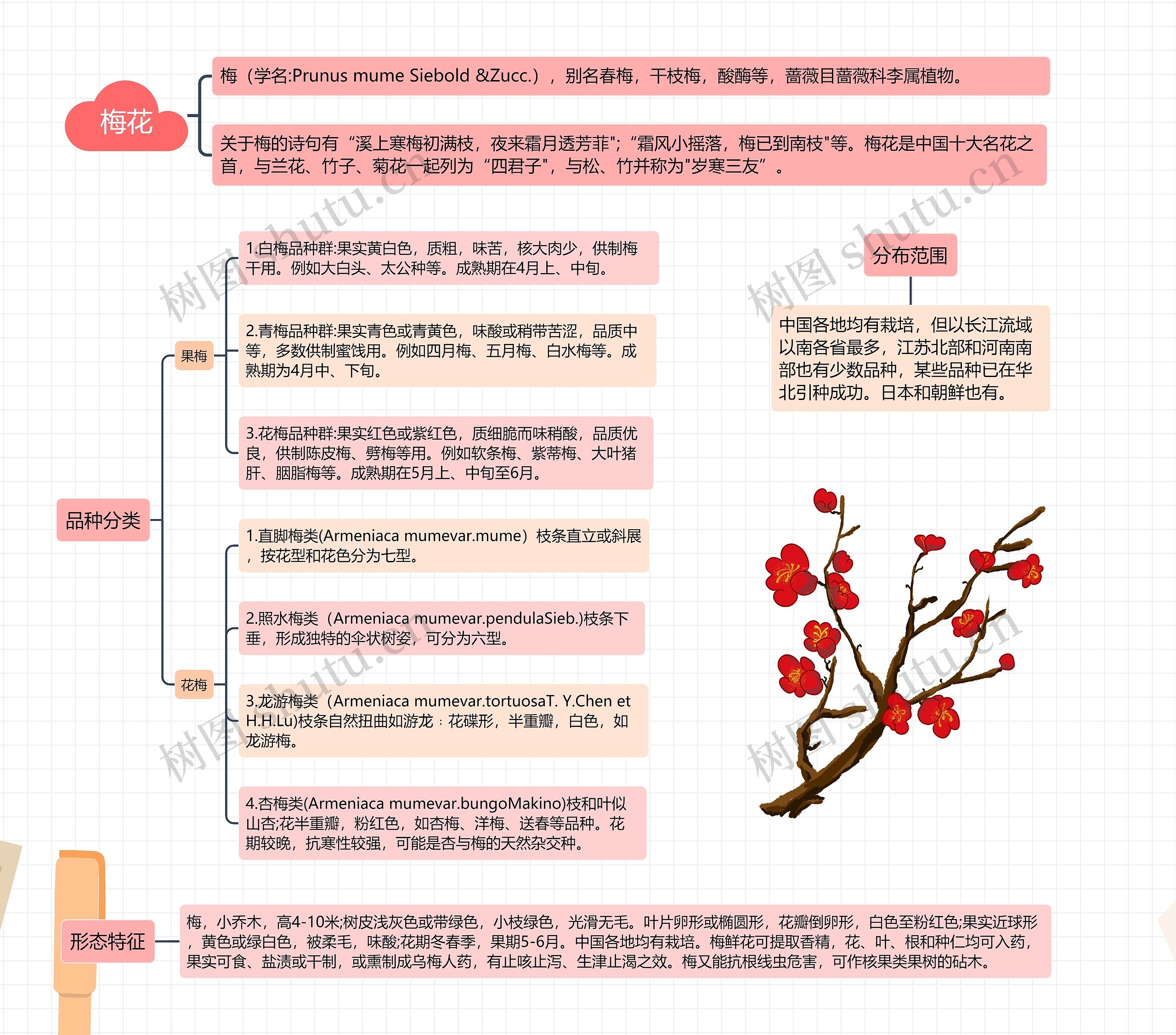 梅花思维导图