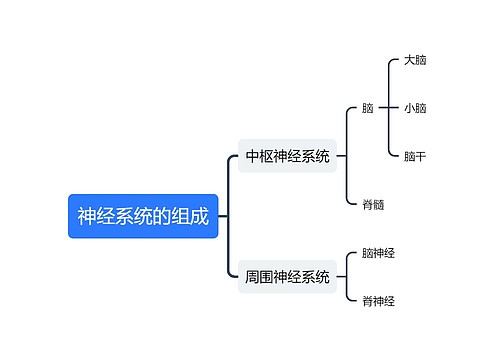 神经系统的组成