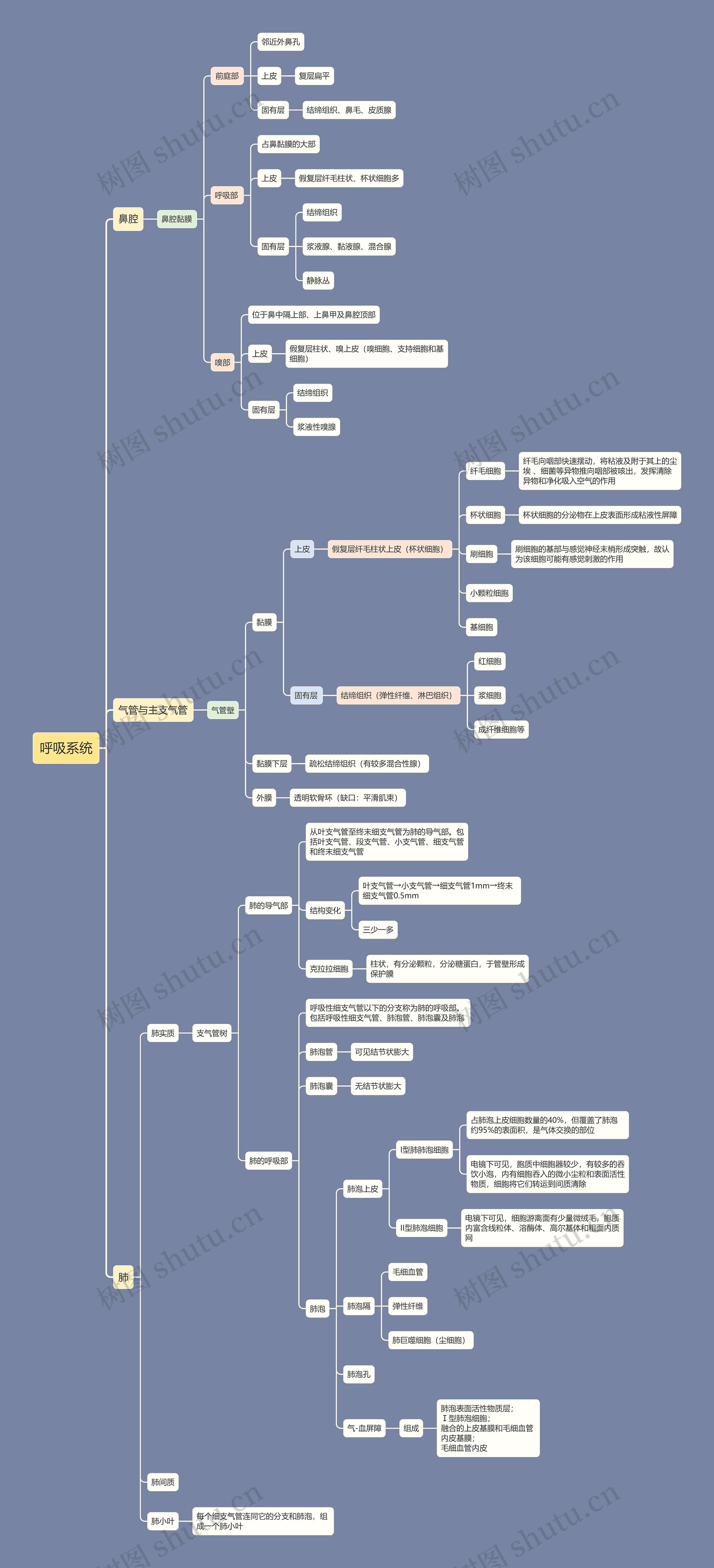 ﻿呼吸系统思维导图