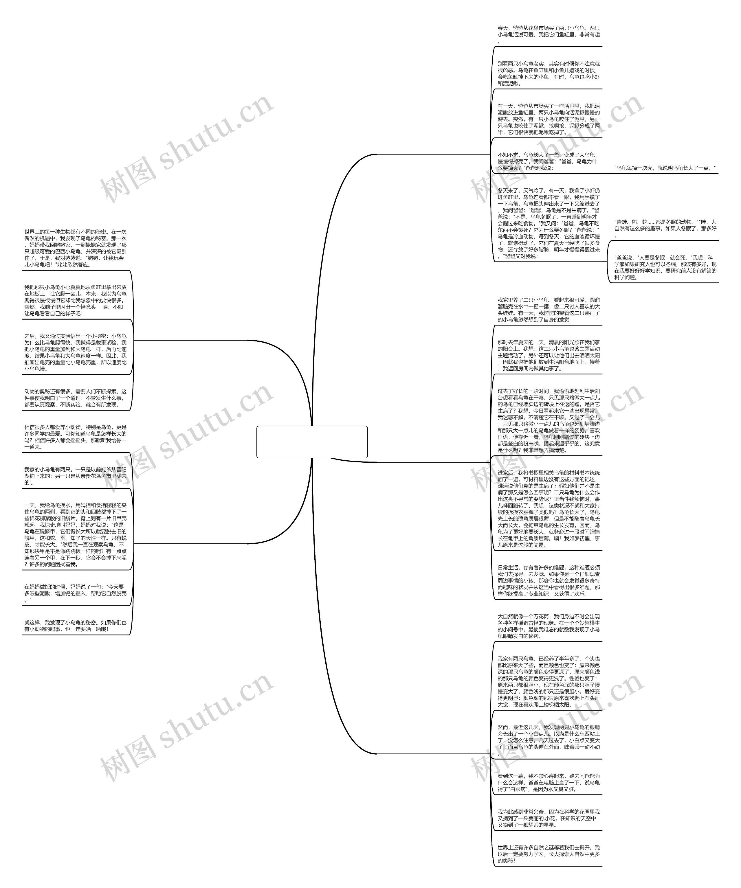 发现了乌龟的什么秘密作文400字精选6篇思维导图