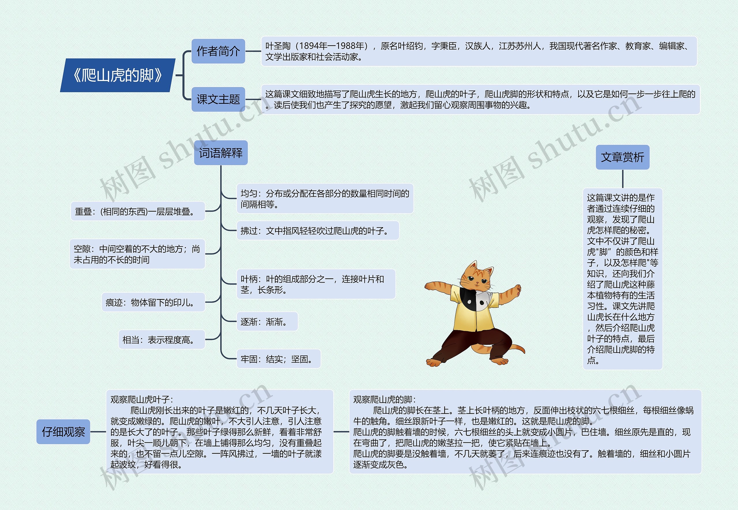 《爬山虎的脚》