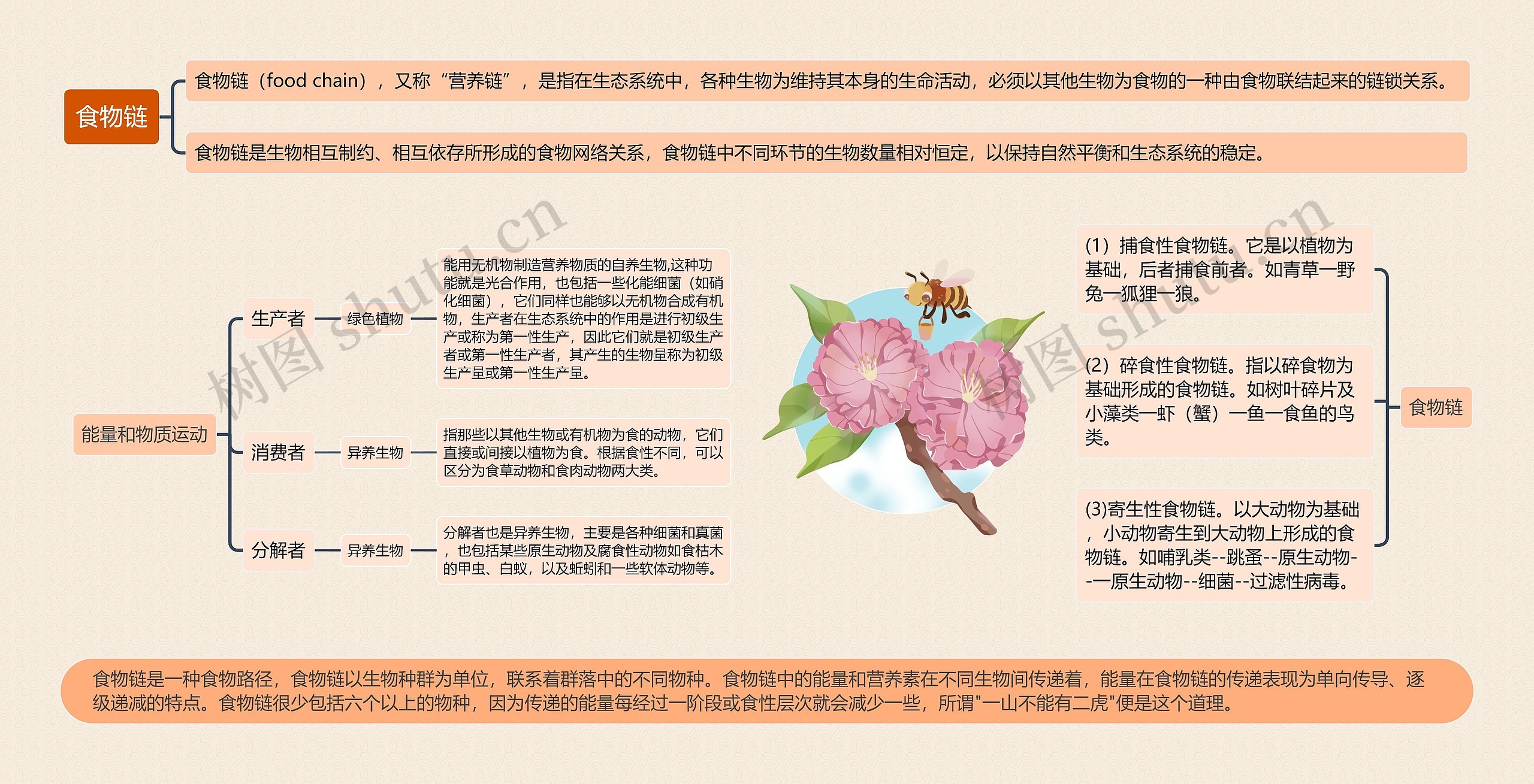 食物链