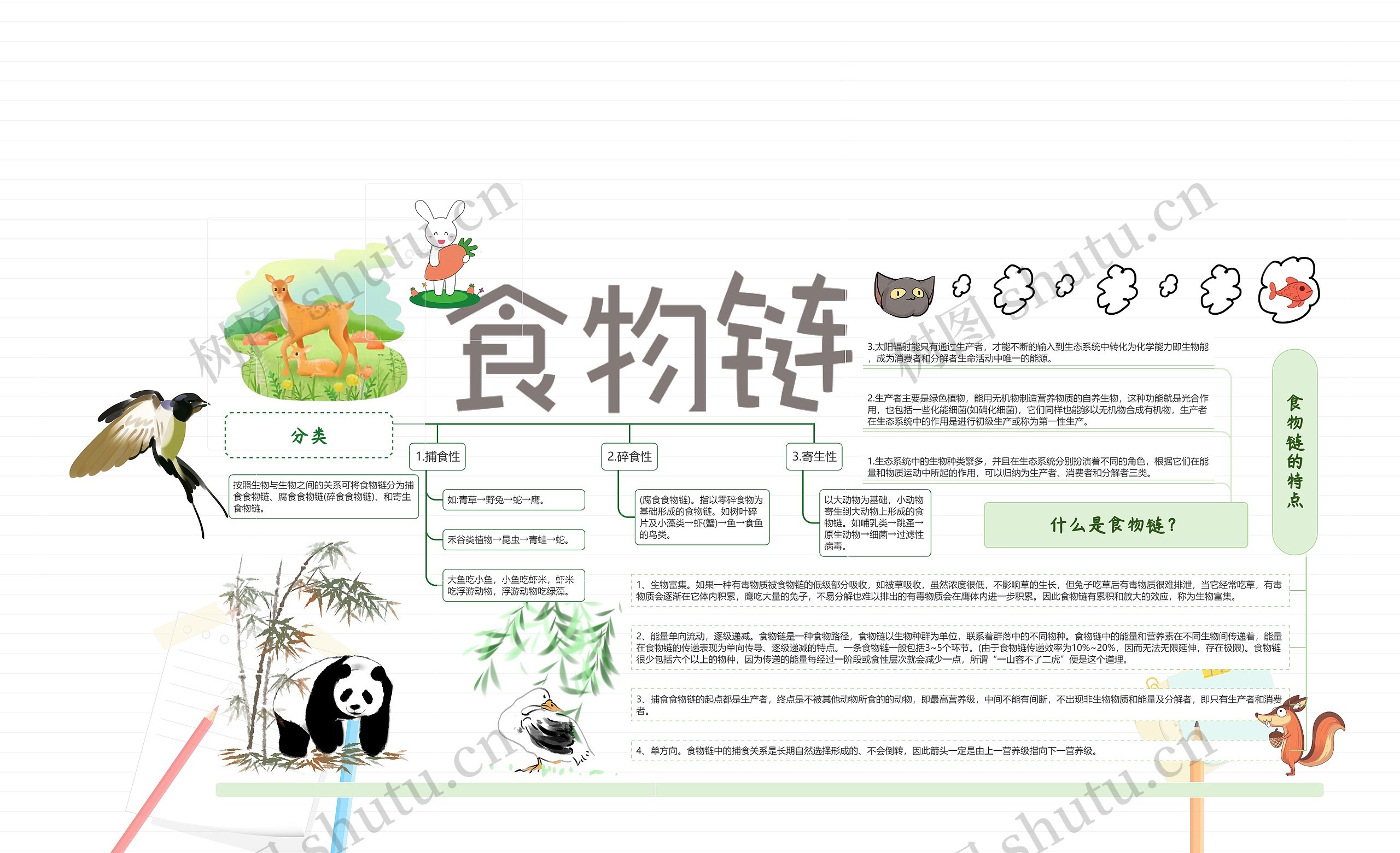 食物链思维导图