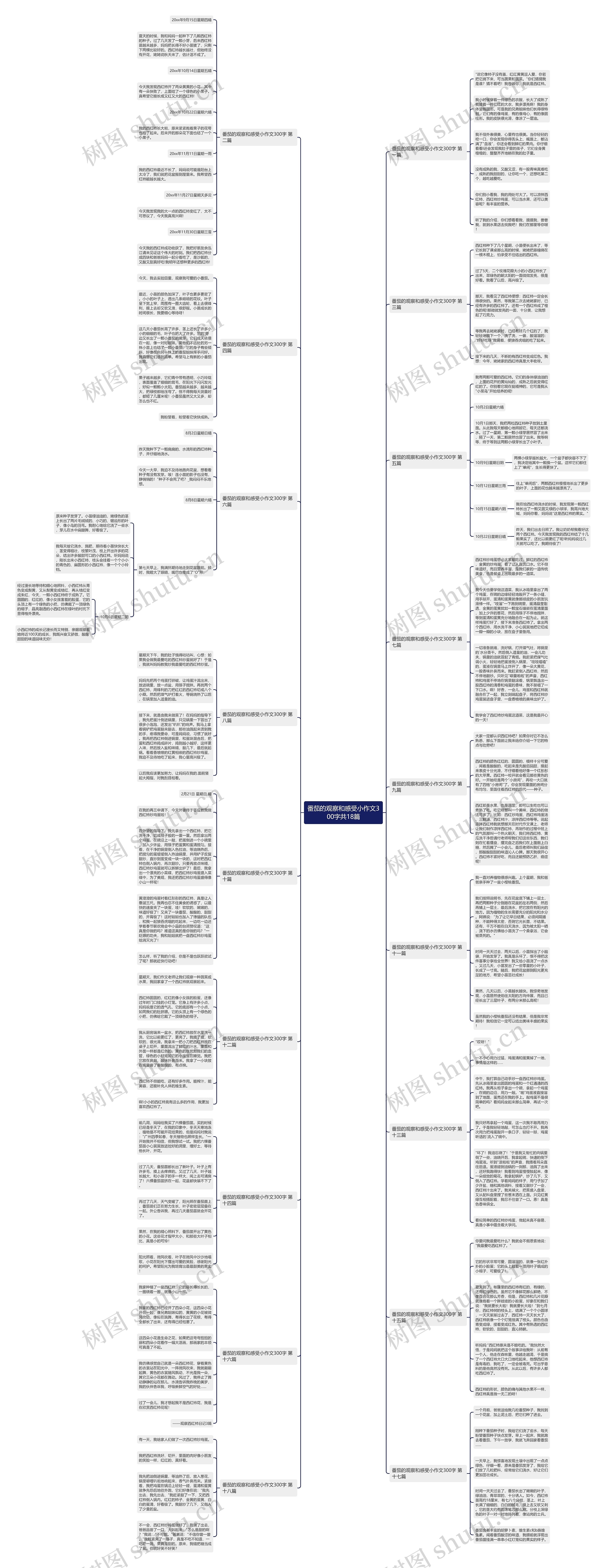 番茄的观察和感受小作文300字共18篇思维导图