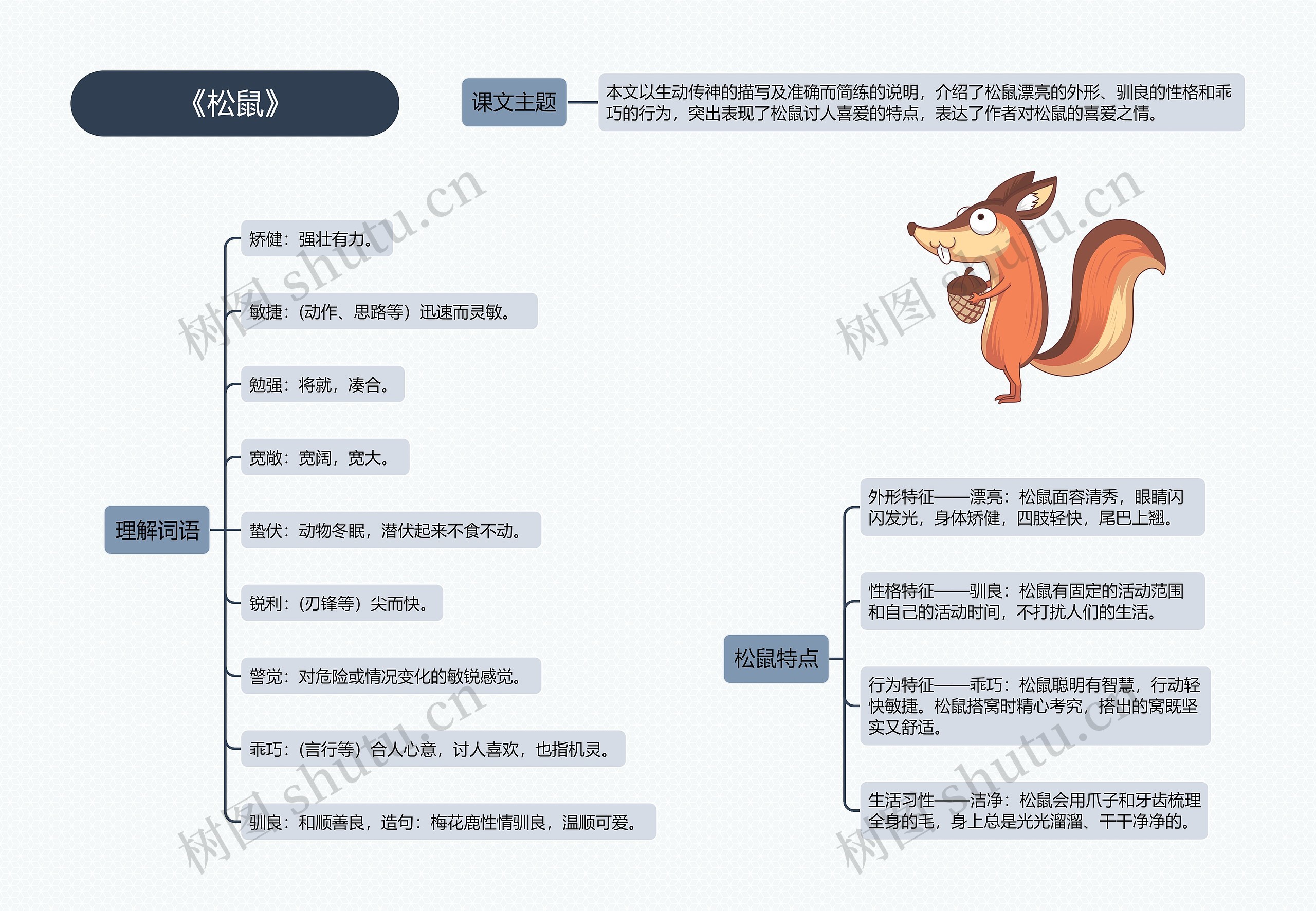 《松鼠》思维导图