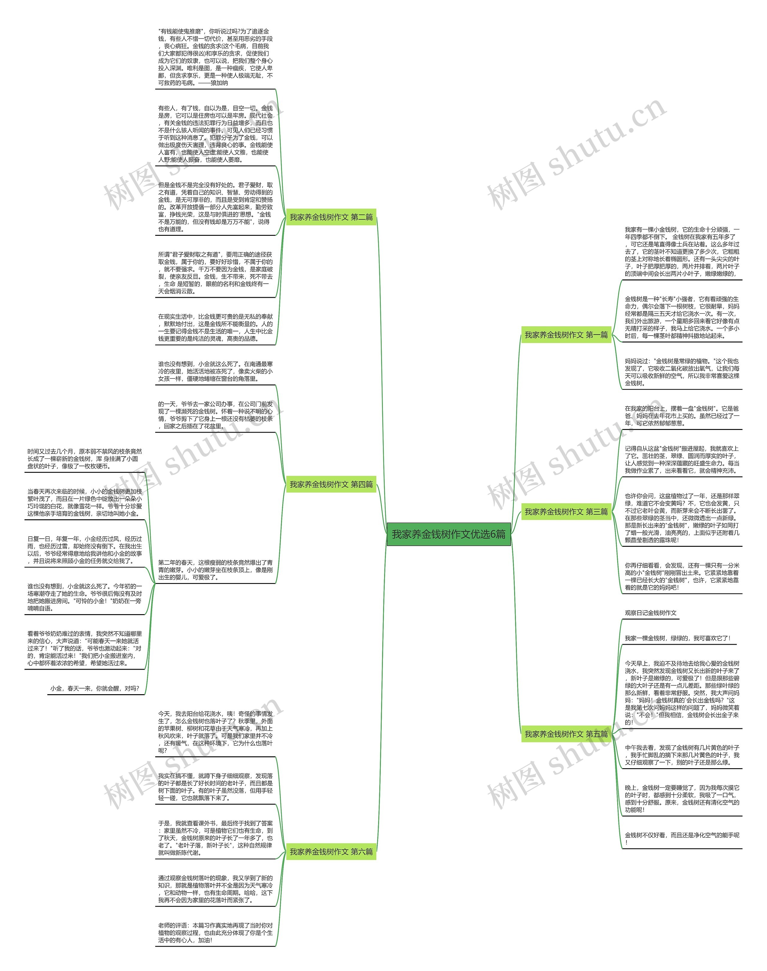 我家养金钱树作文优选6篇思维导图
