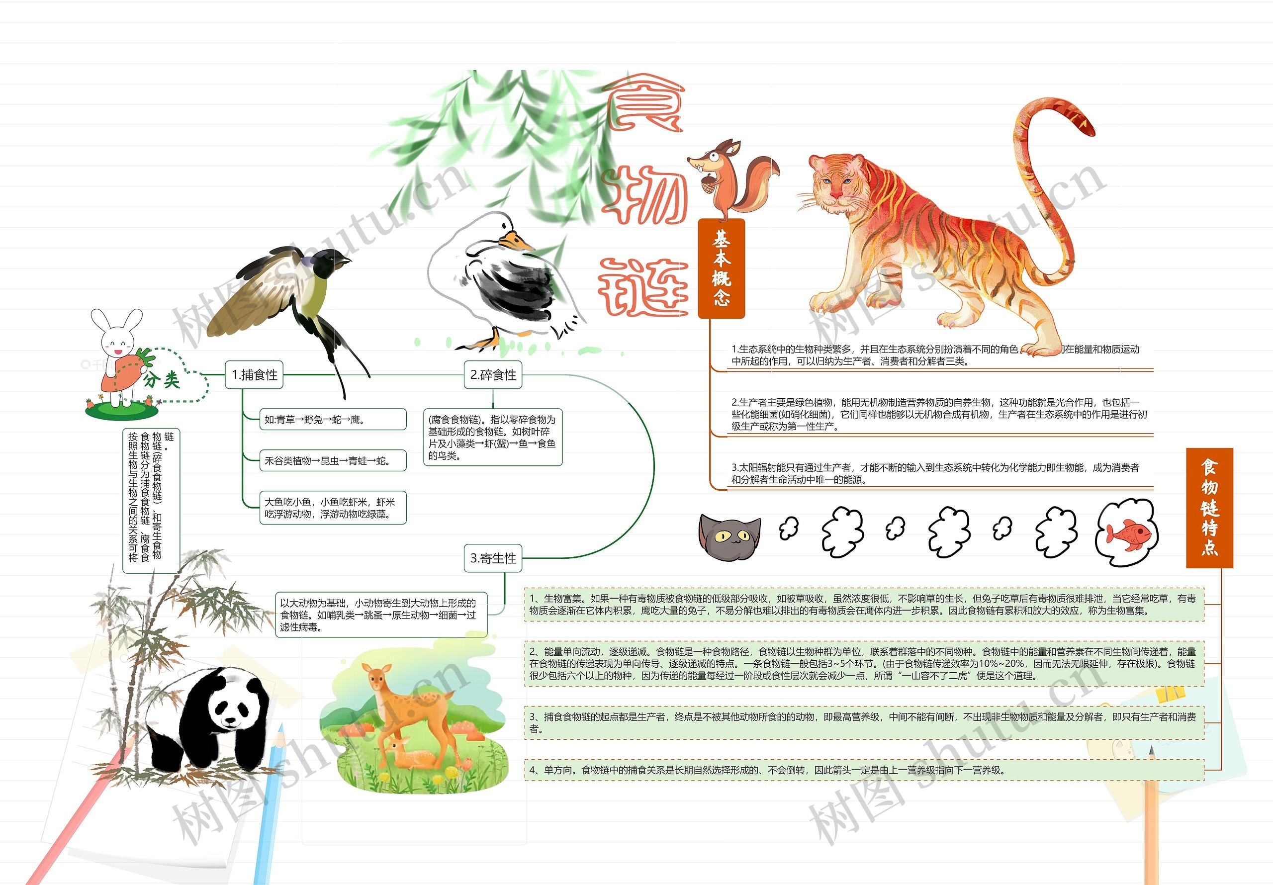 食物链思维导图