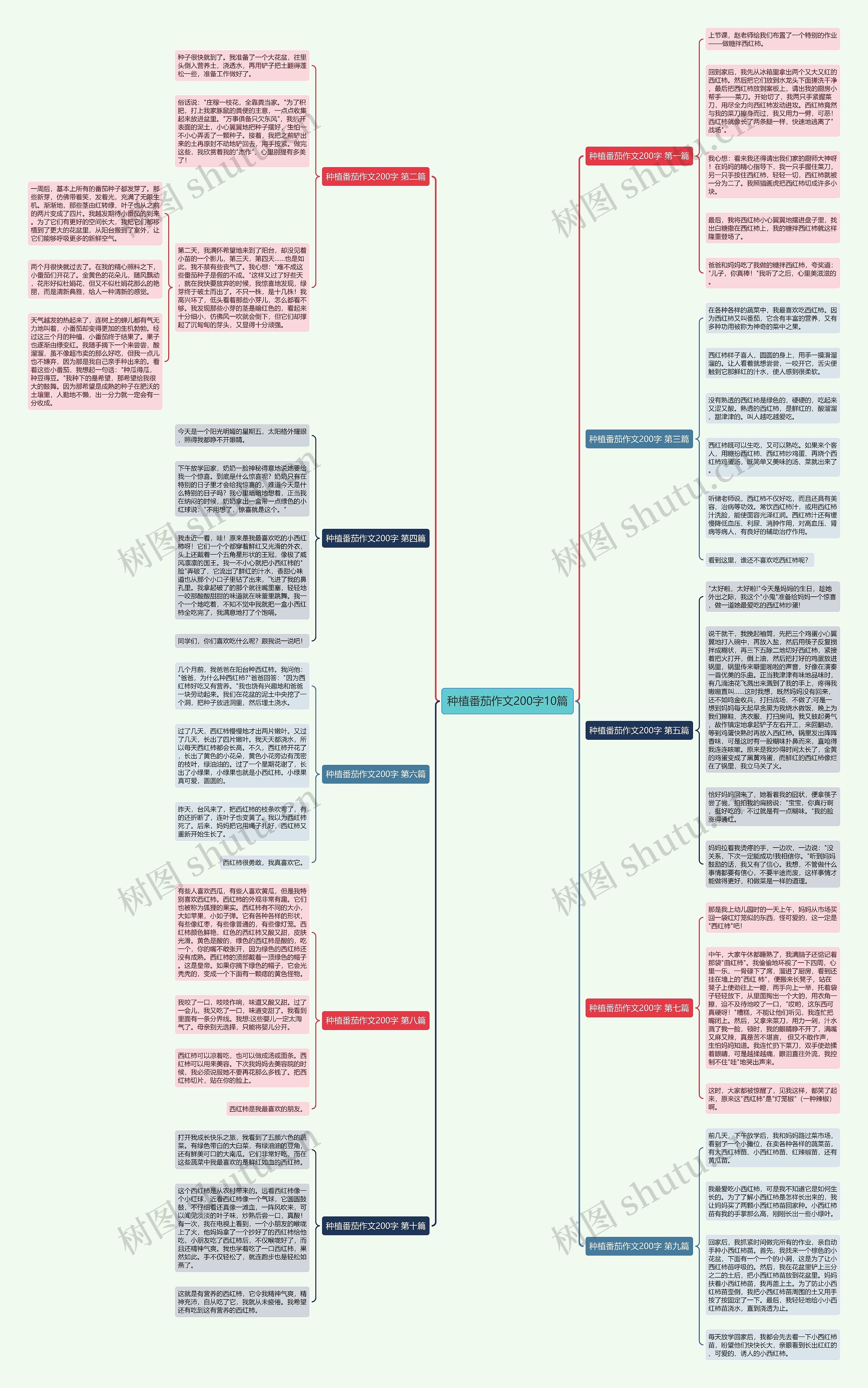 种植番茄作文200字10篇思维导图