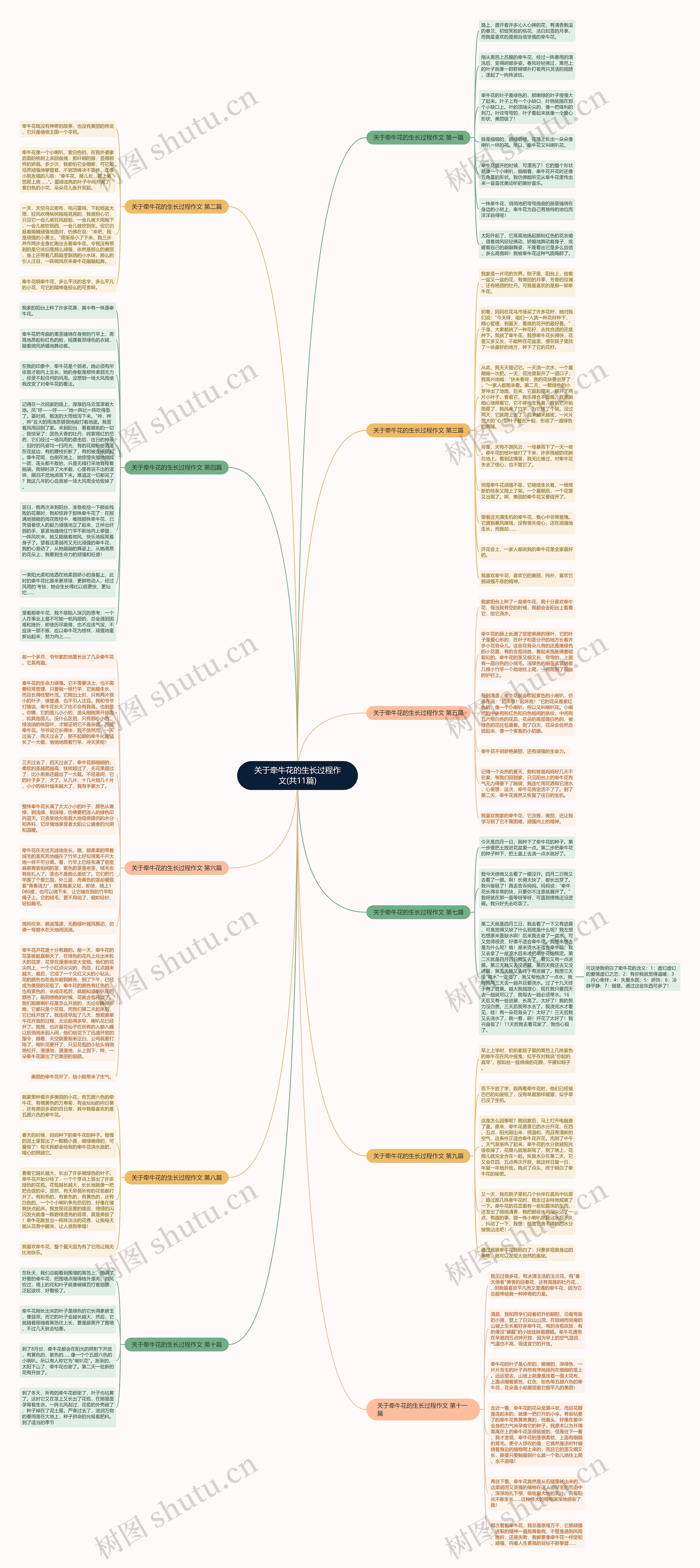 关于牵牛花的生长过程作文(共11篇)思维导图