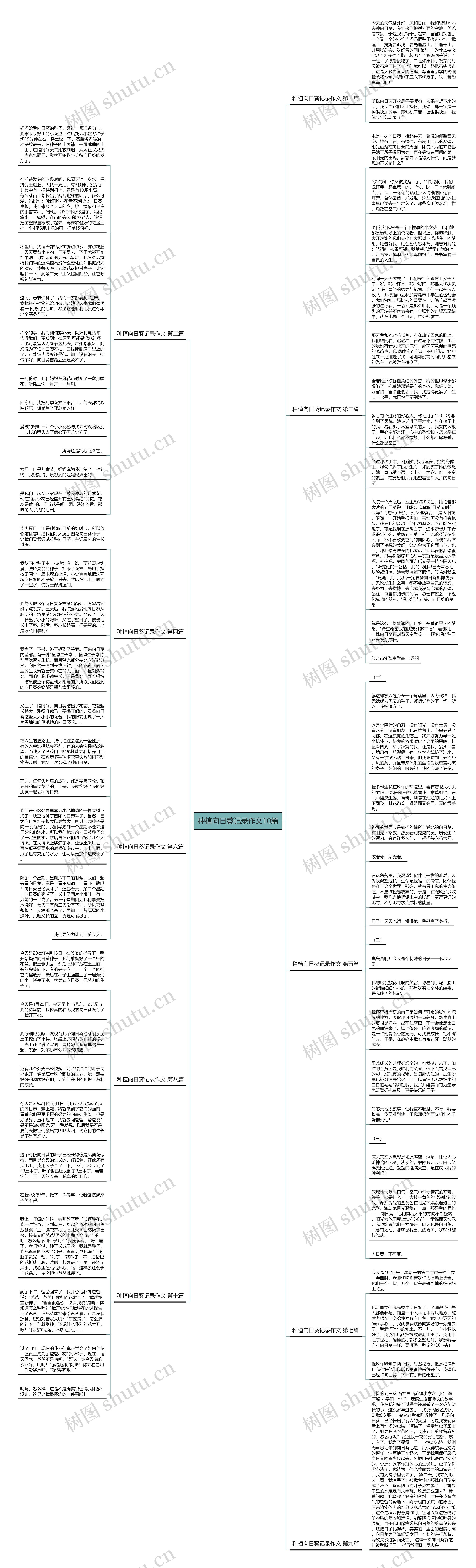 种植向日葵记录作文10篇思维导图
