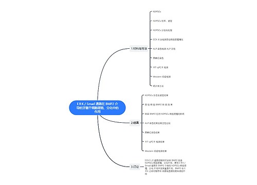 EＲK / Smad 通路在 BMP2 介导的牙髓干细胞增殖、分化中的作用思维导图