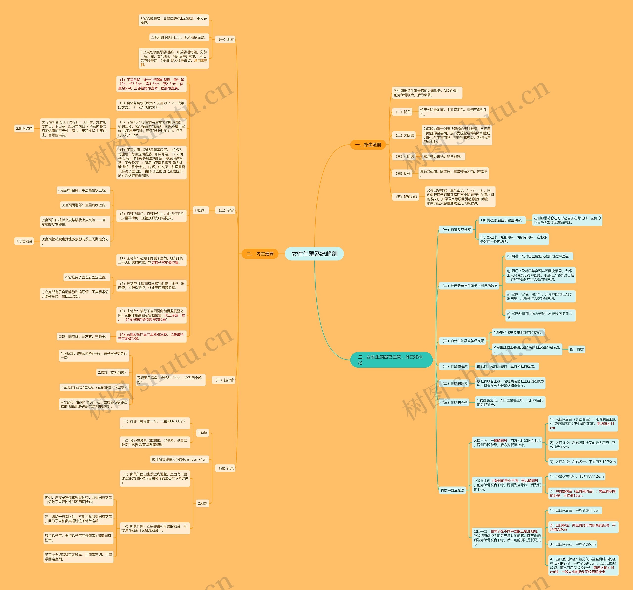 女性生殖系统解剖思维导图