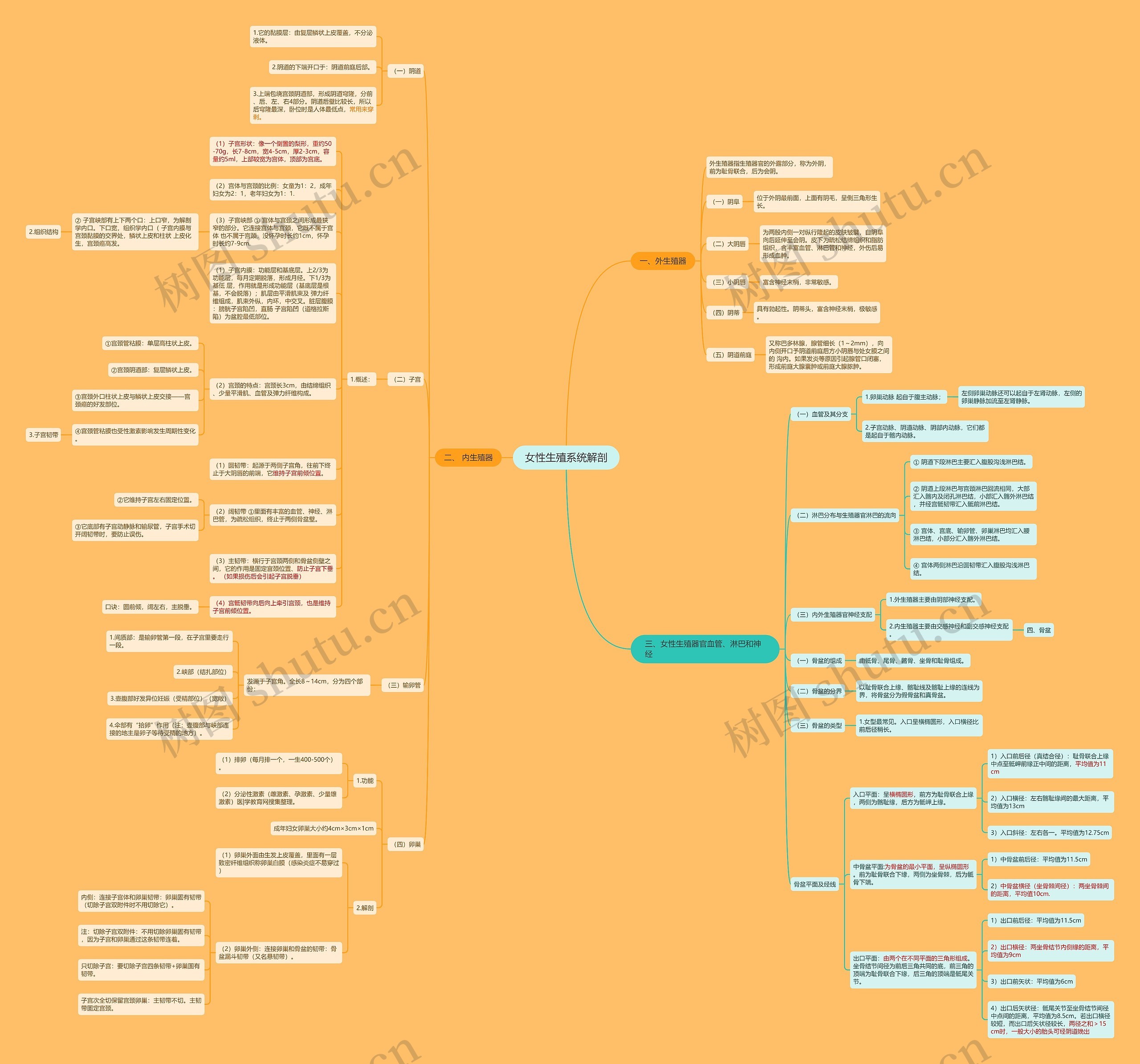 女性生殖系统解剖思维导图高清图 女性生殖系统解剖思维导图