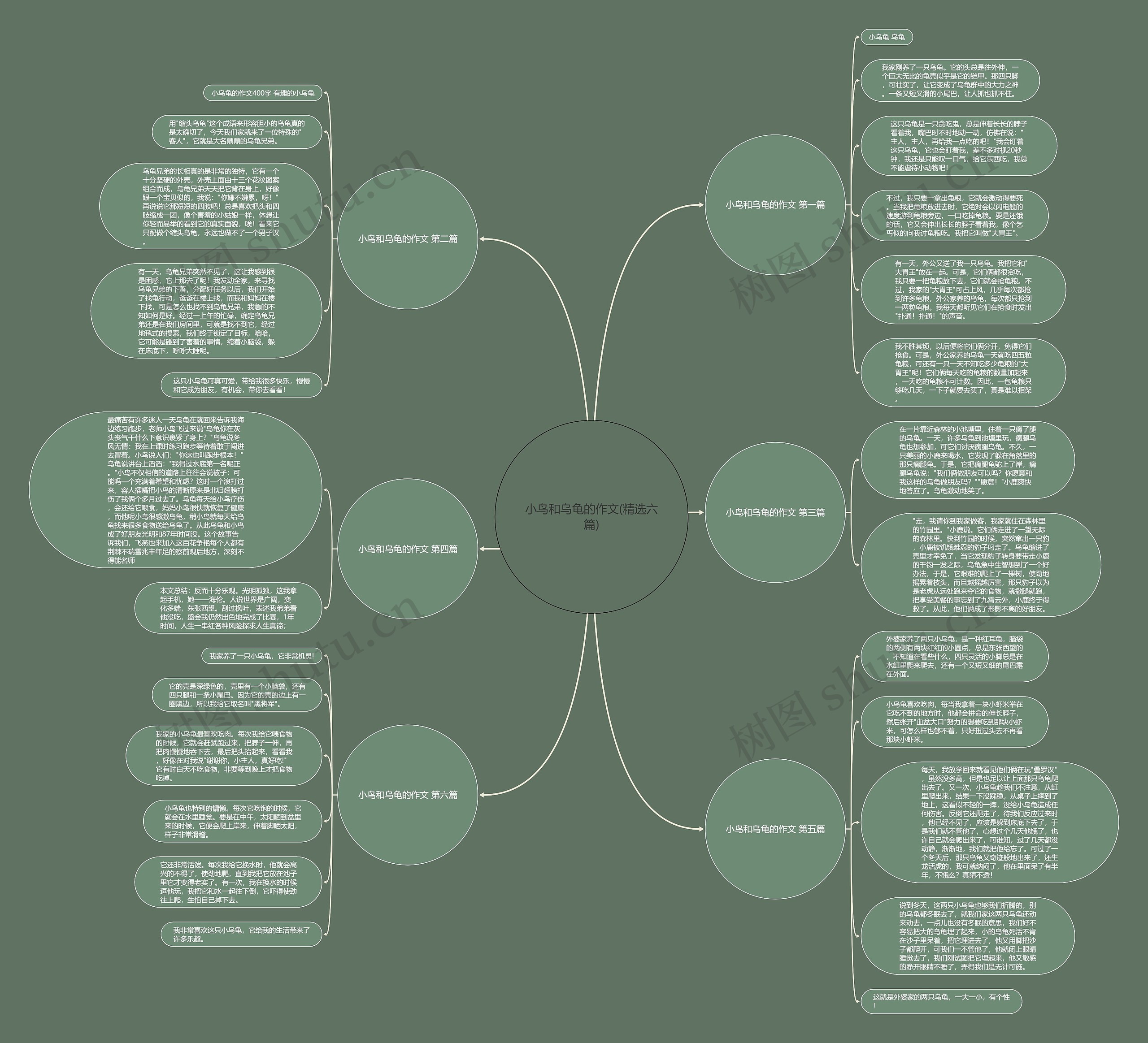 小鸟和乌龟的作文(精选六篇)思维导图