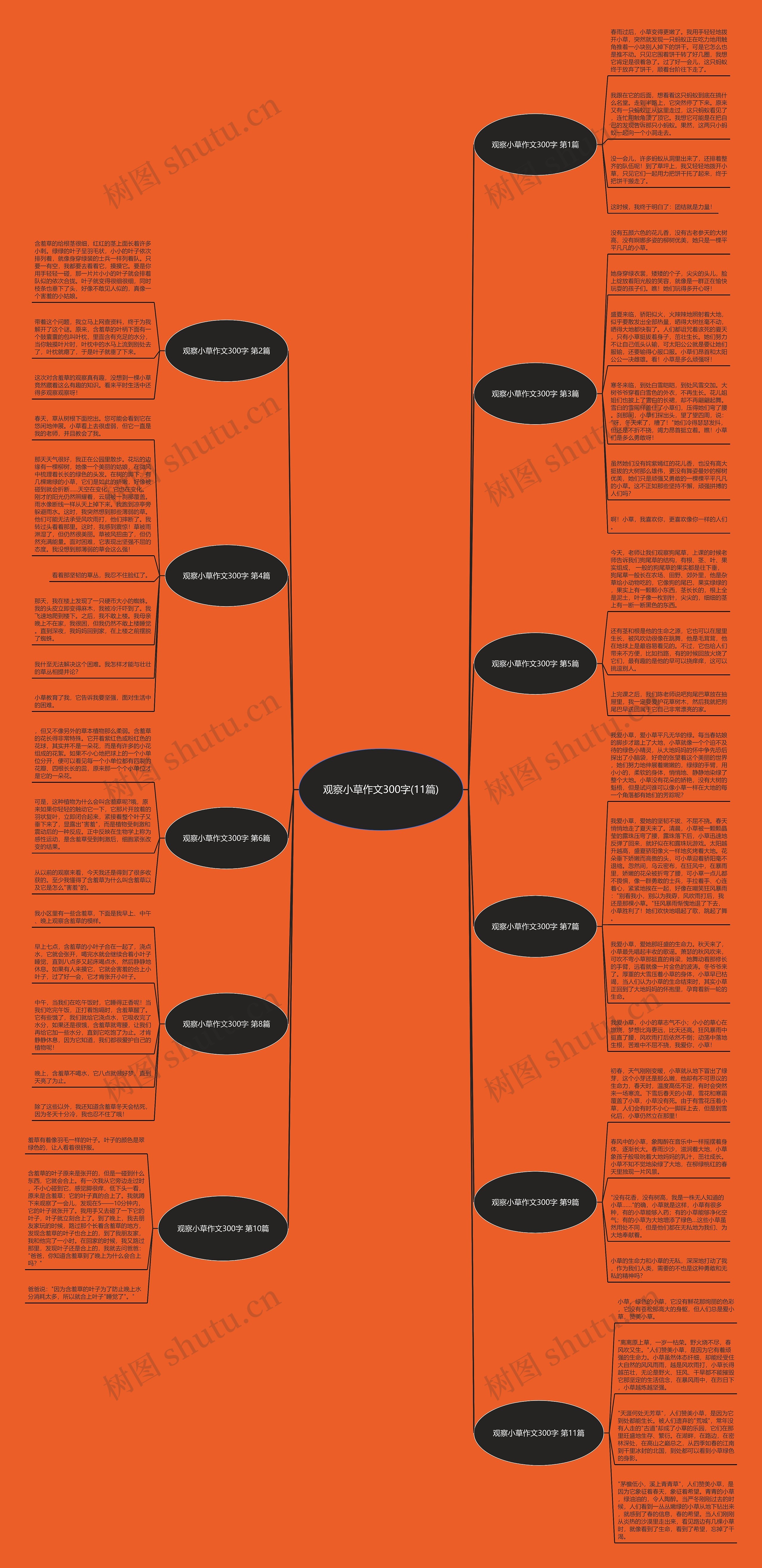 观察小草作文300字(11篇)思维导图