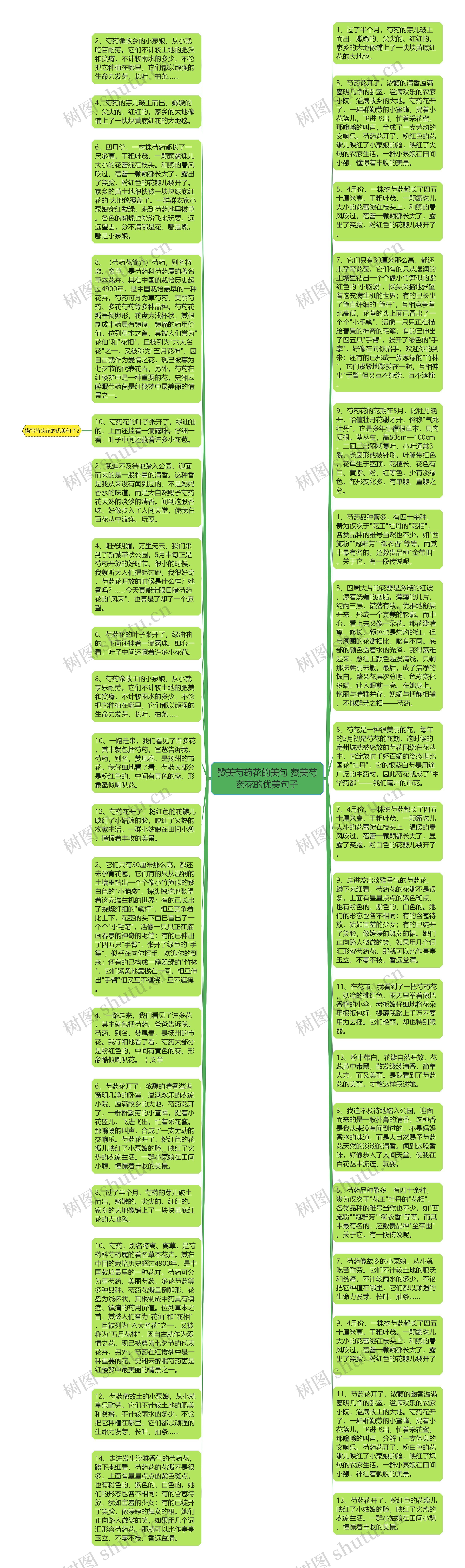 赞美芍药花的美句 赞美芍药花的优美句子思维导图