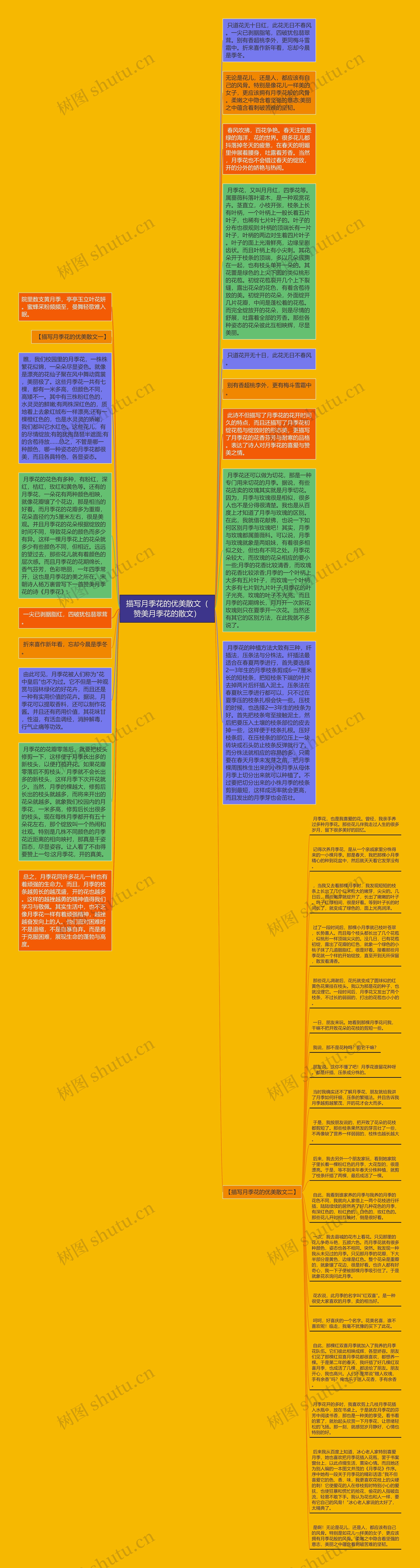 描写月季花的优美散文（赞美月季花的散文）思维导图