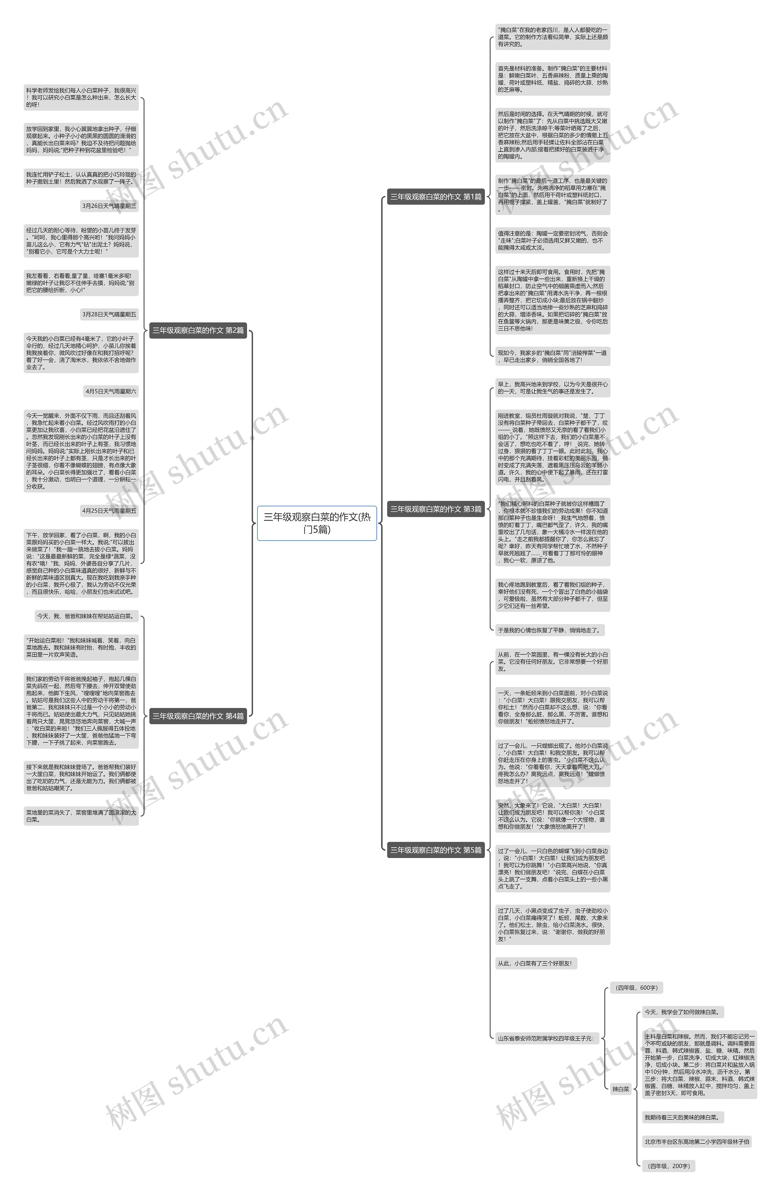 三年级观察白菜的作文(热门5篇)思维导图
