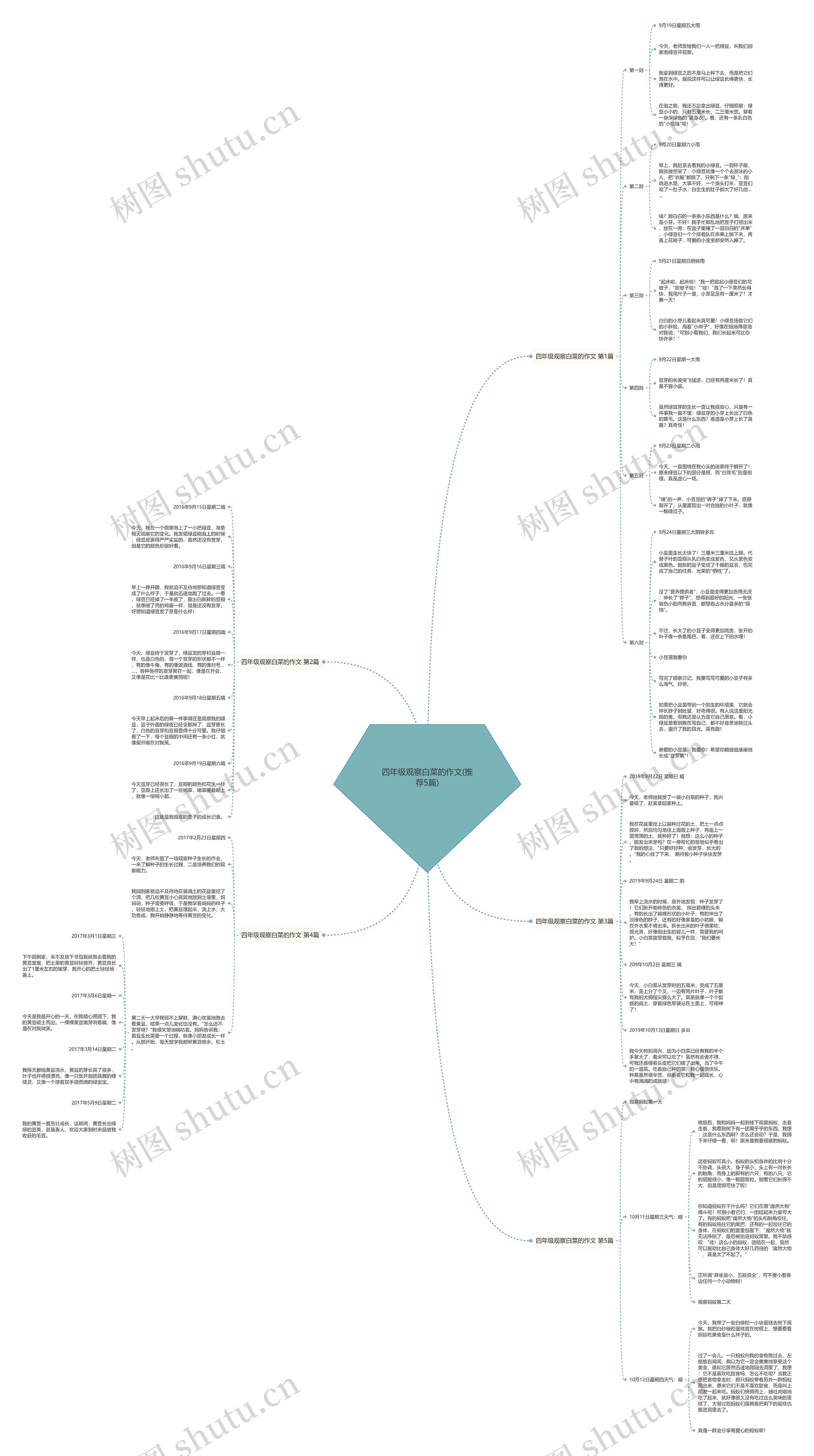 四年级观察白菜的作文(推荐5篇)思维导图