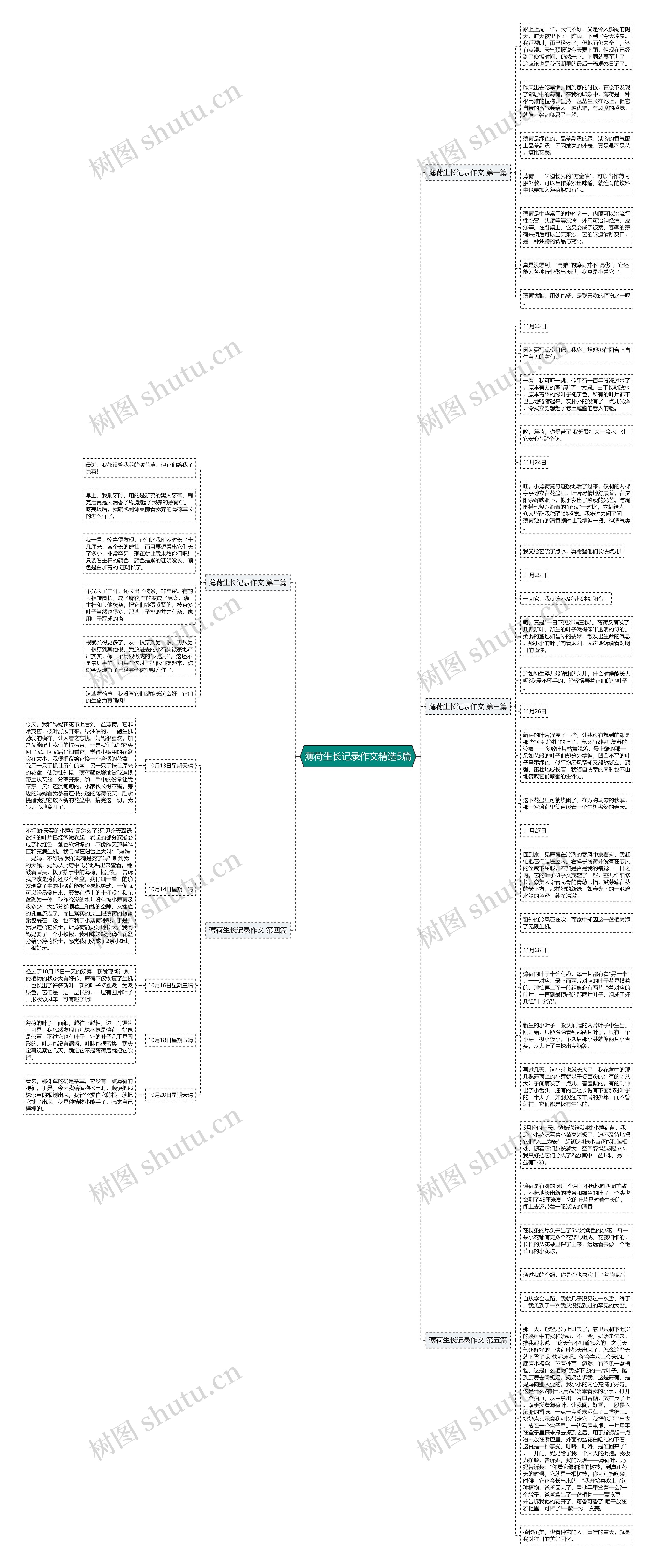 薄荷生长记录作文精选5篇思维导图