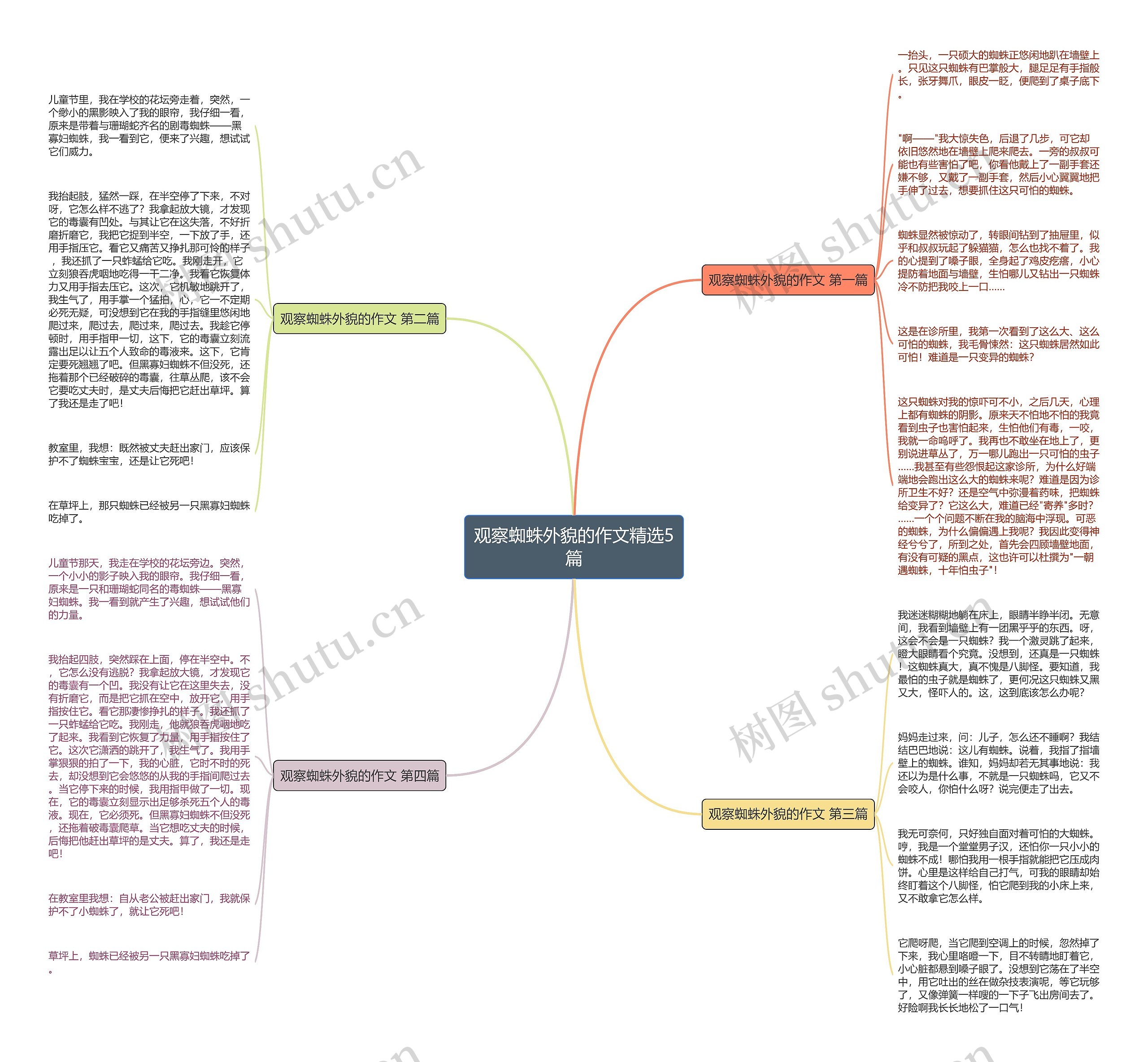 观察蜘蛛外貌的作文精选5篇思维导图