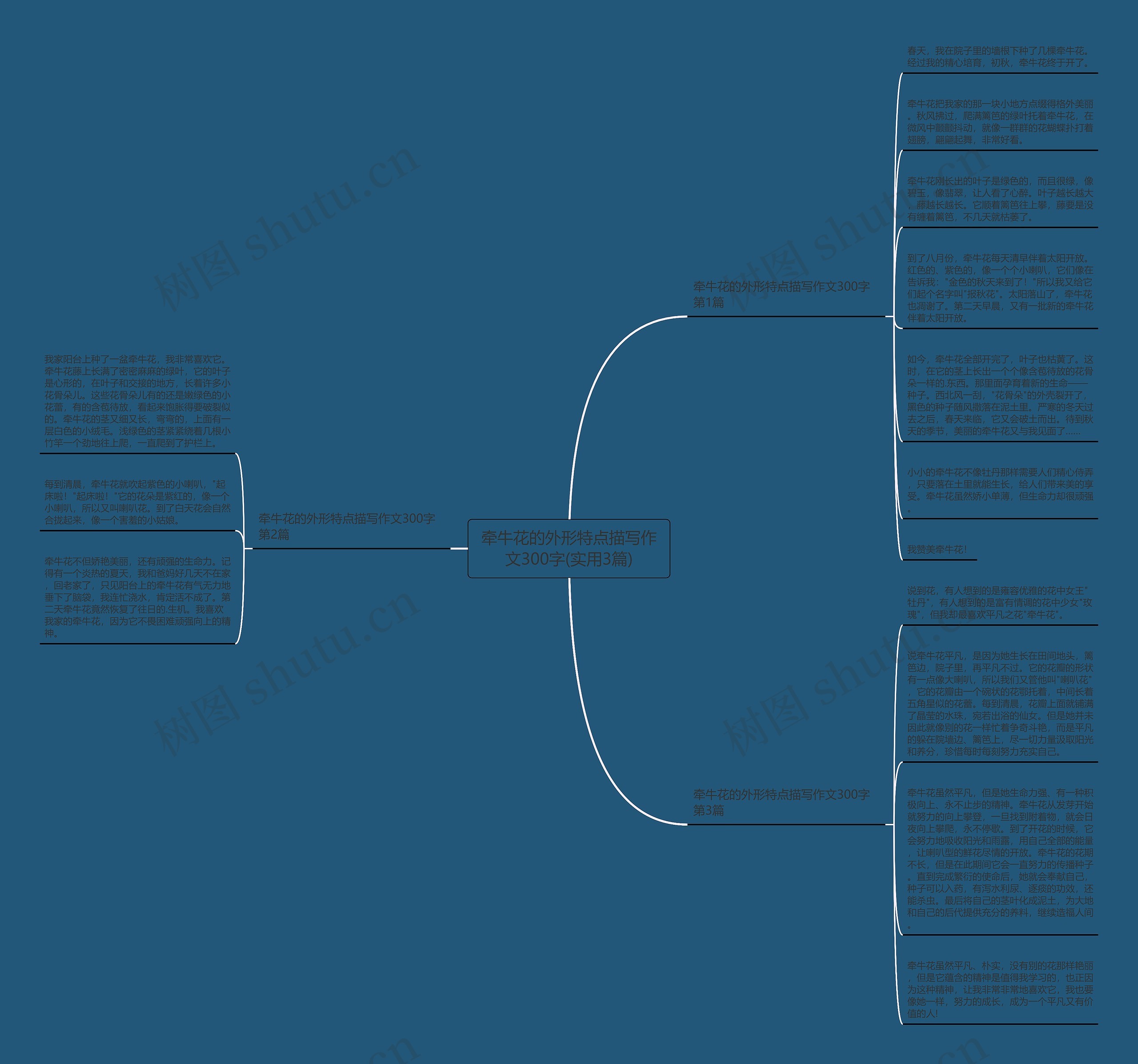 牵牛花的外形特点描写作文300字(实用3篇)思维导图