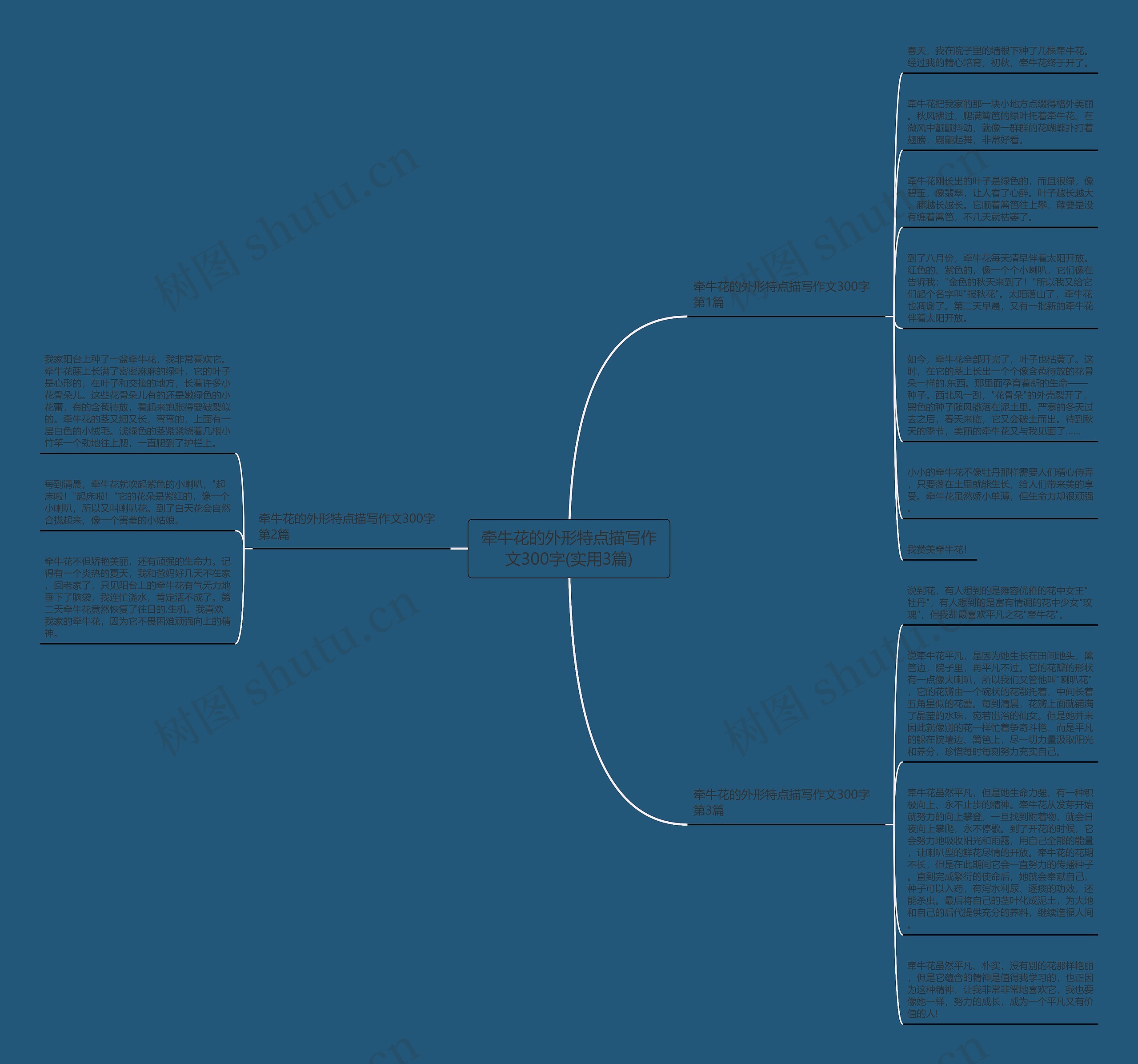 牵牛花的外形特点描写作文300字(实用3篇) 牵牛花的外形特点描写作文300字(实用3篇)
