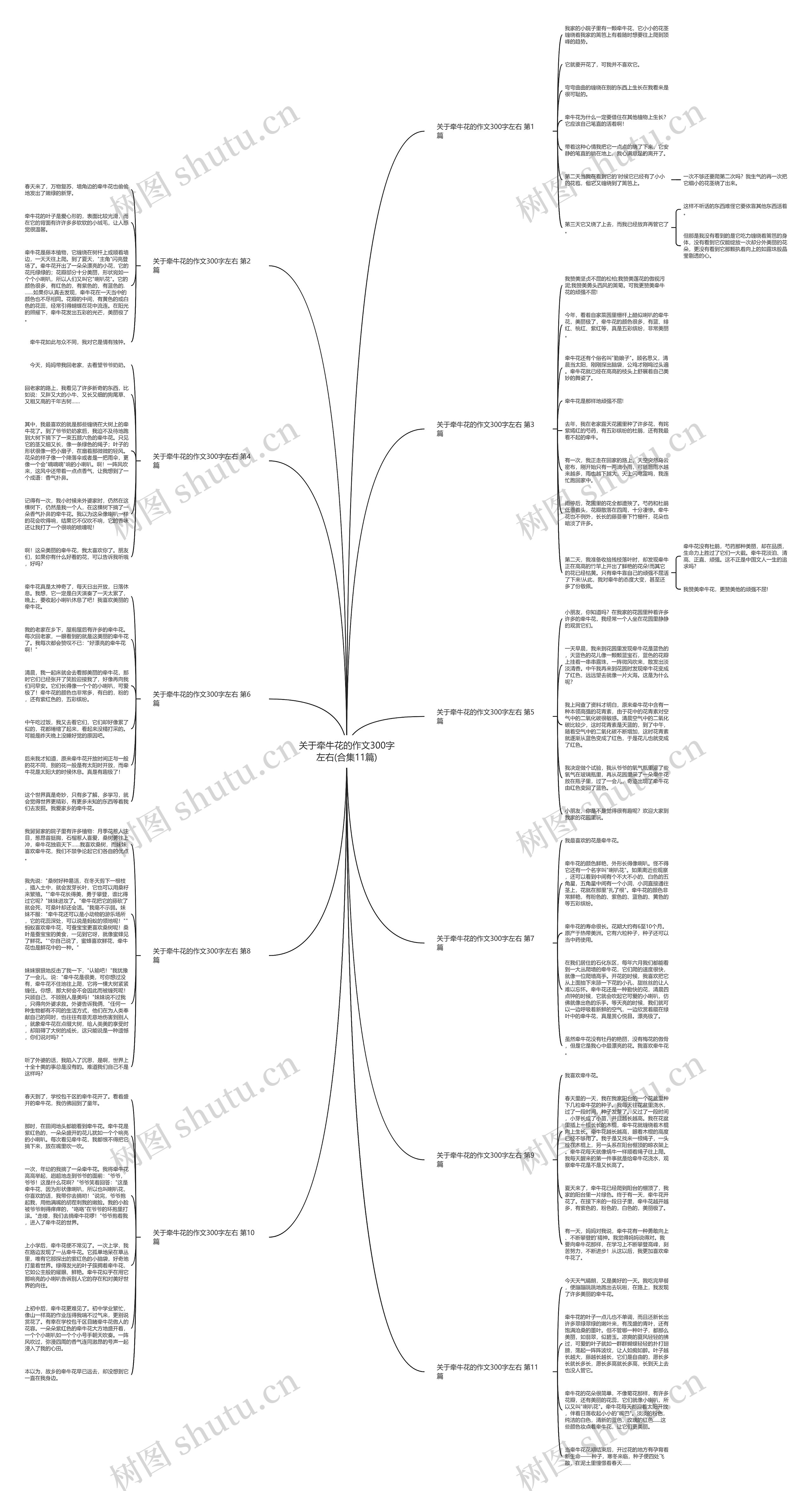 关于牵牛花的作文300字左右(合集11篇)