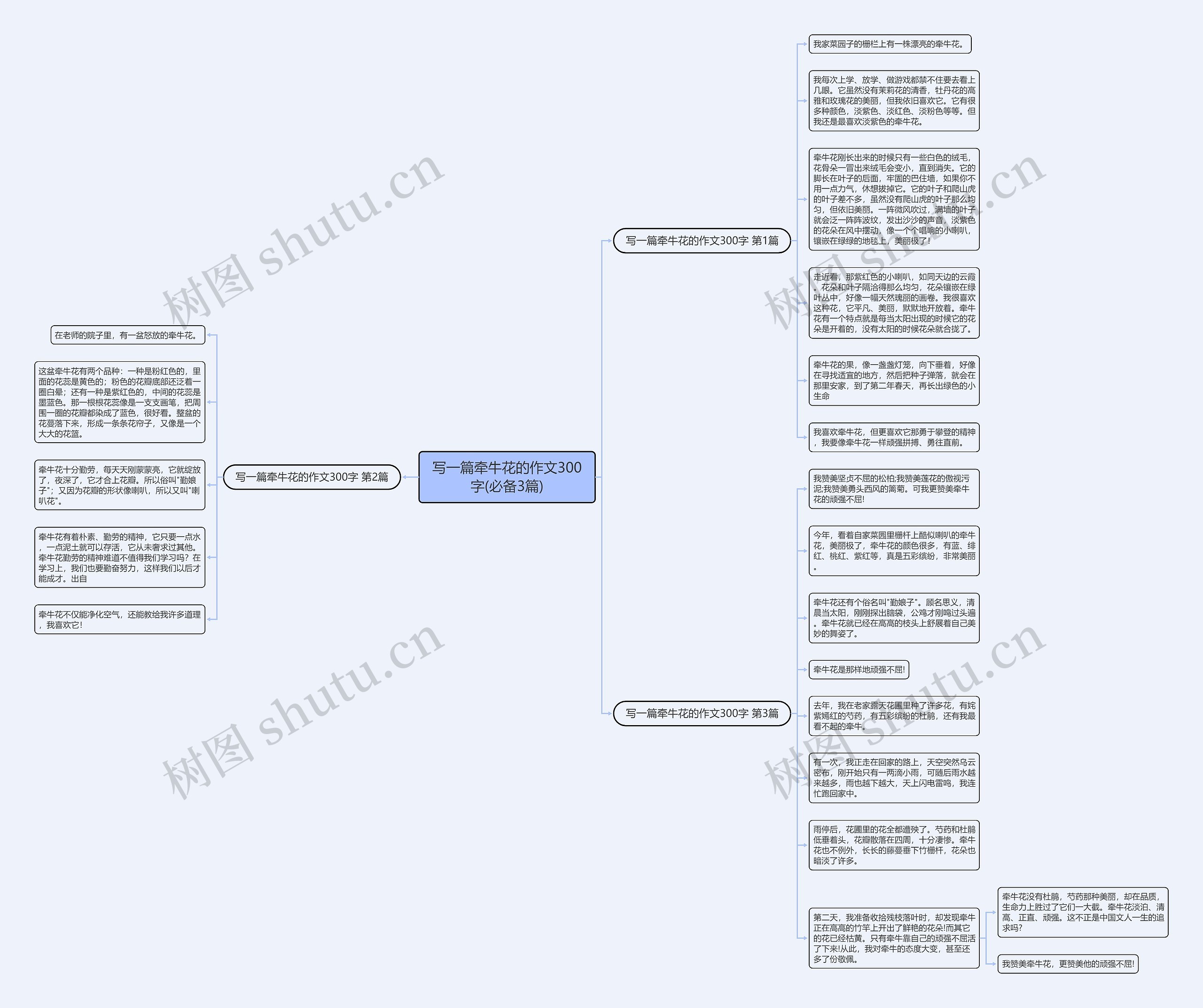 写一篇牵牛花的作文300字(必备3篇)思维导图