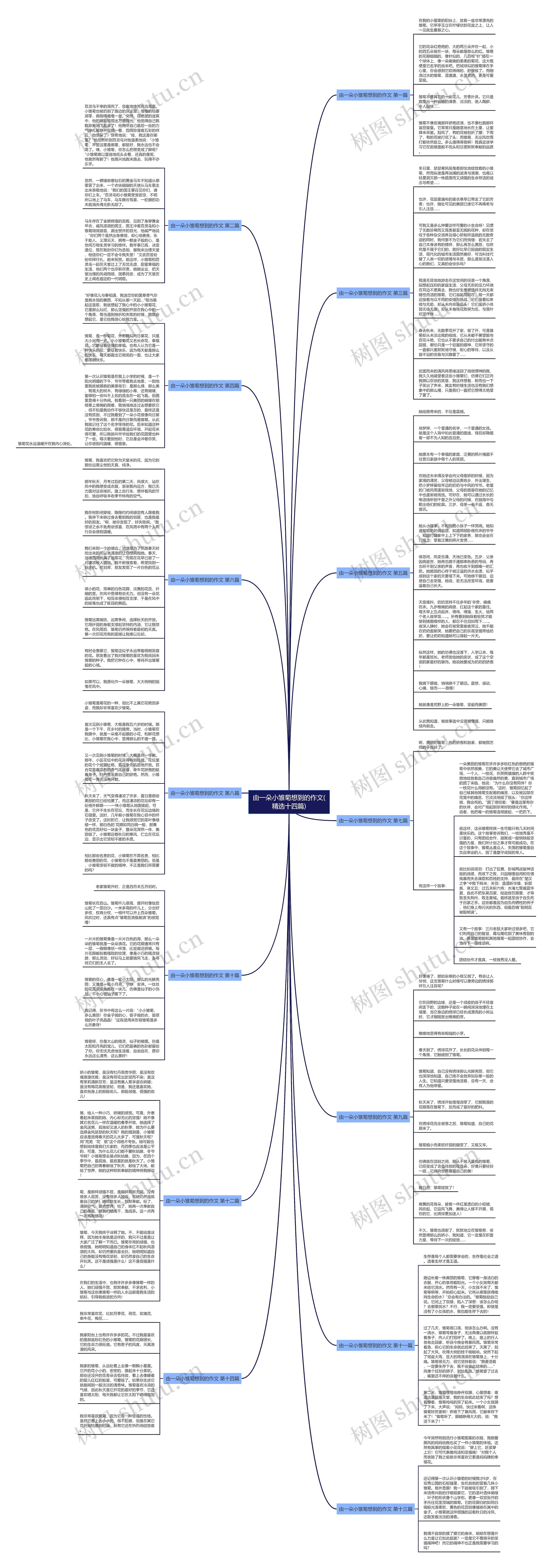 由一朵小雏菊想到的作文(精选十四篇)思维导图