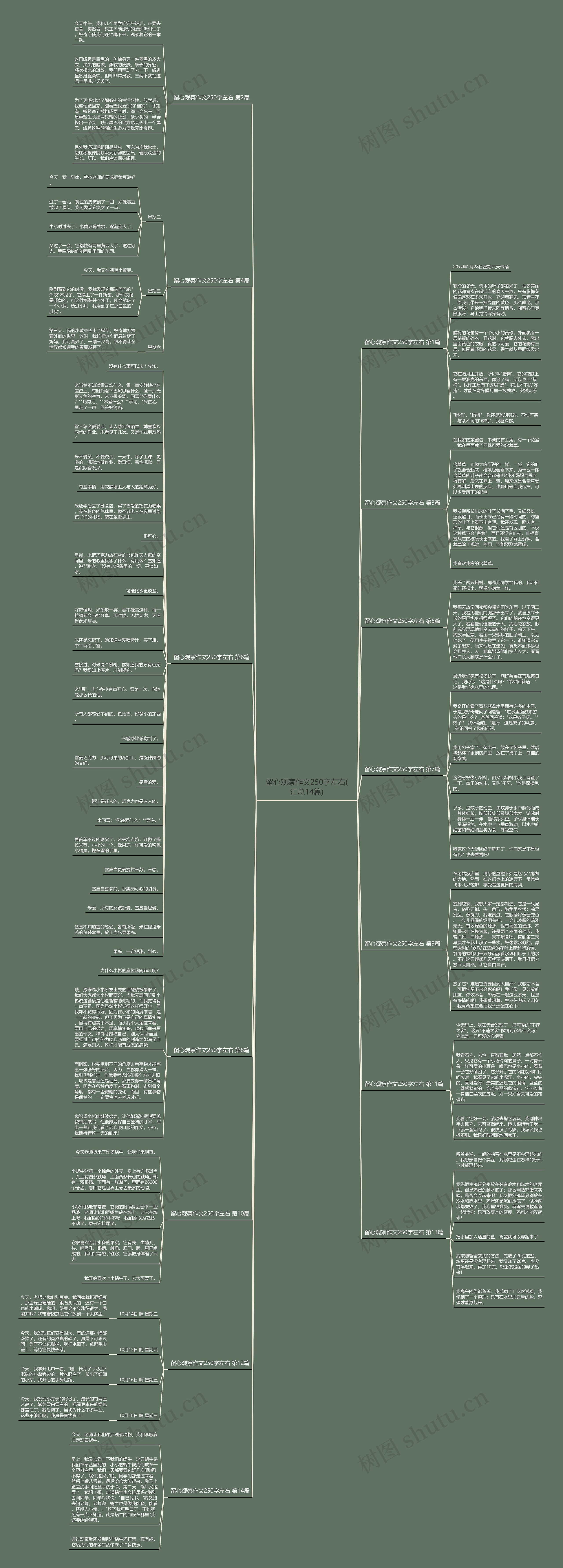 留心观察作文250字左右(汇总14篇)思维导图