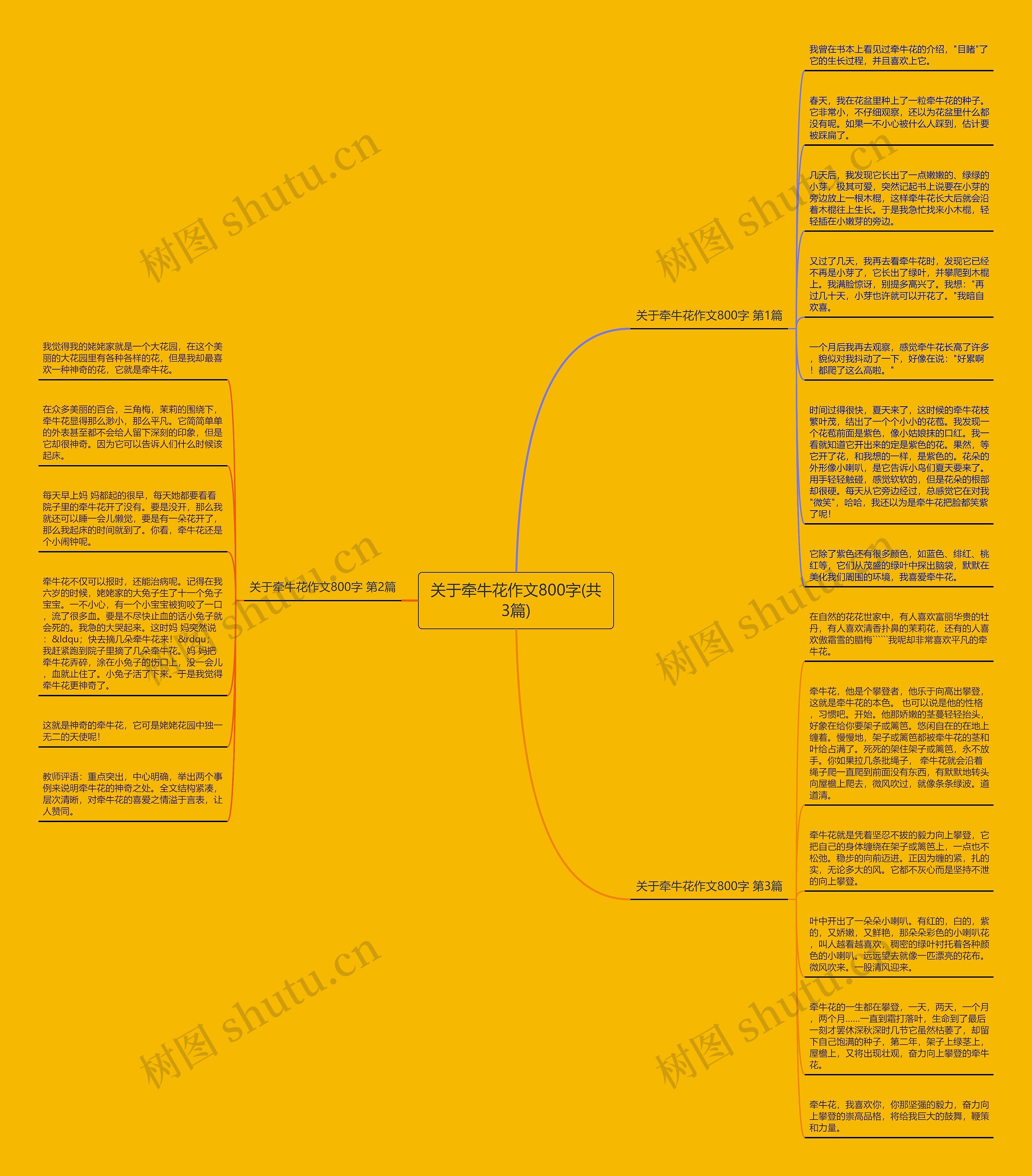 关于牵牛花作文800字(共3篇)思维导图