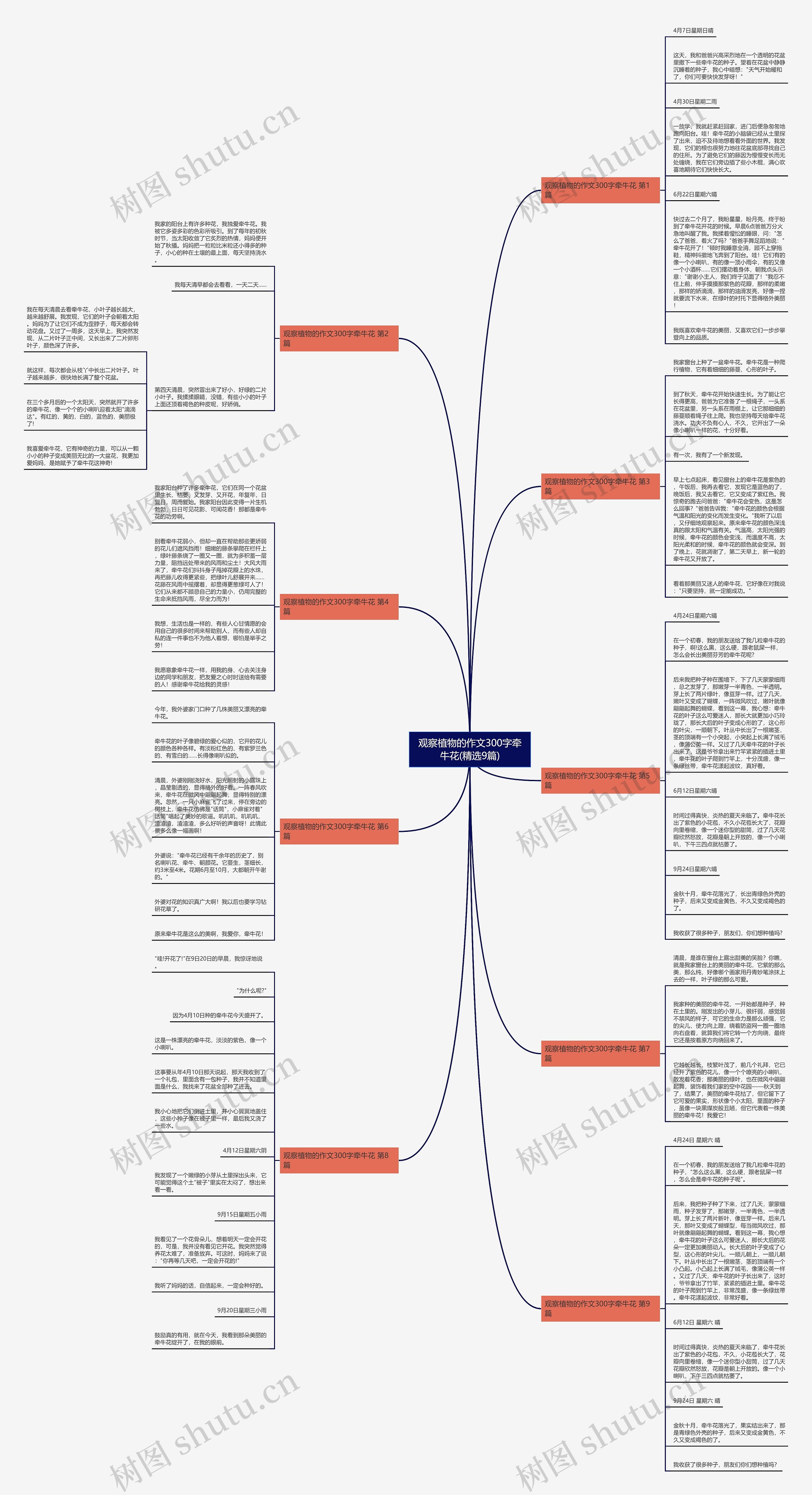 观察植物的作文300字牵牛花(精选9篇)思维导图