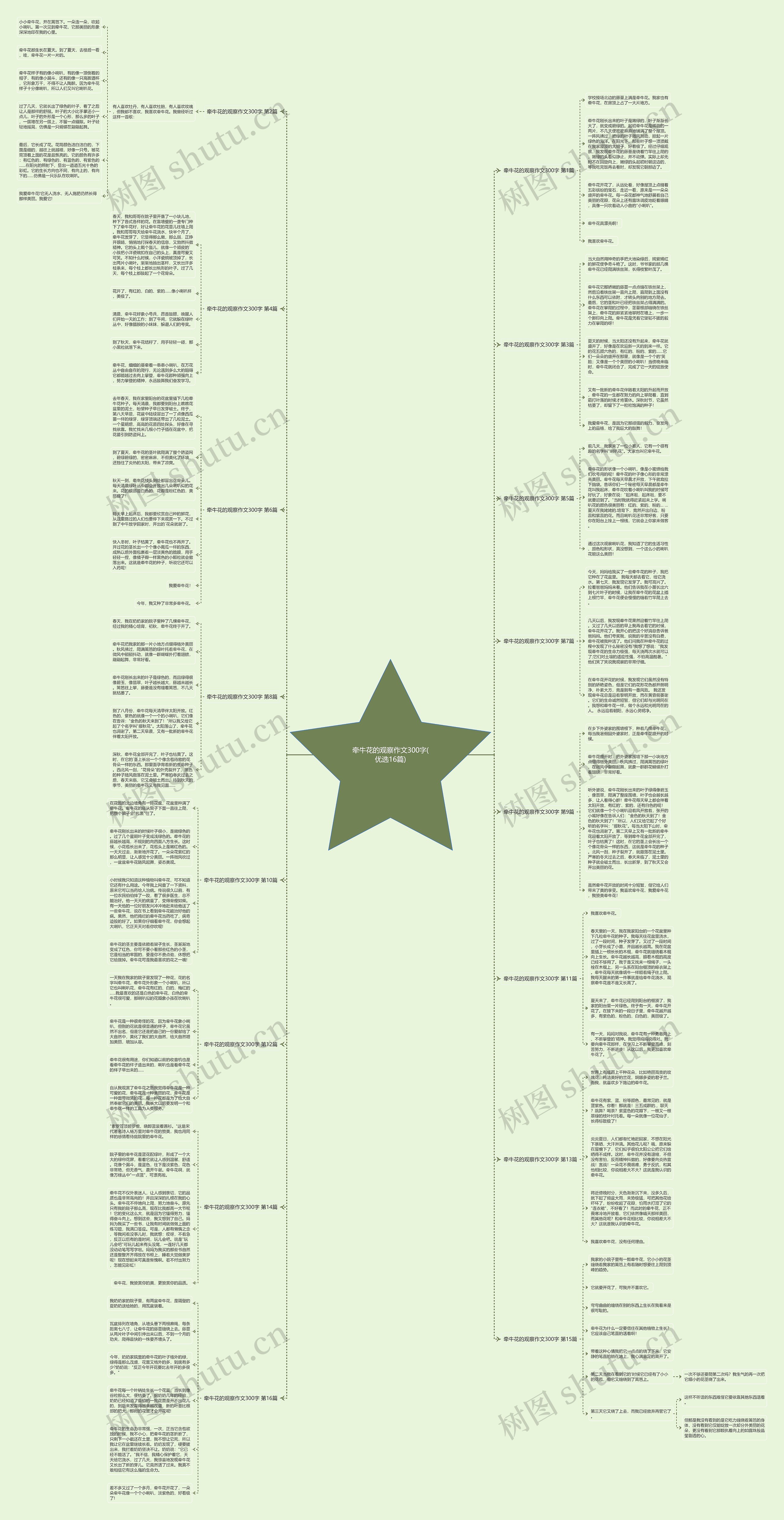 牵牛花的观察作文300字(优选16篇)思维导图