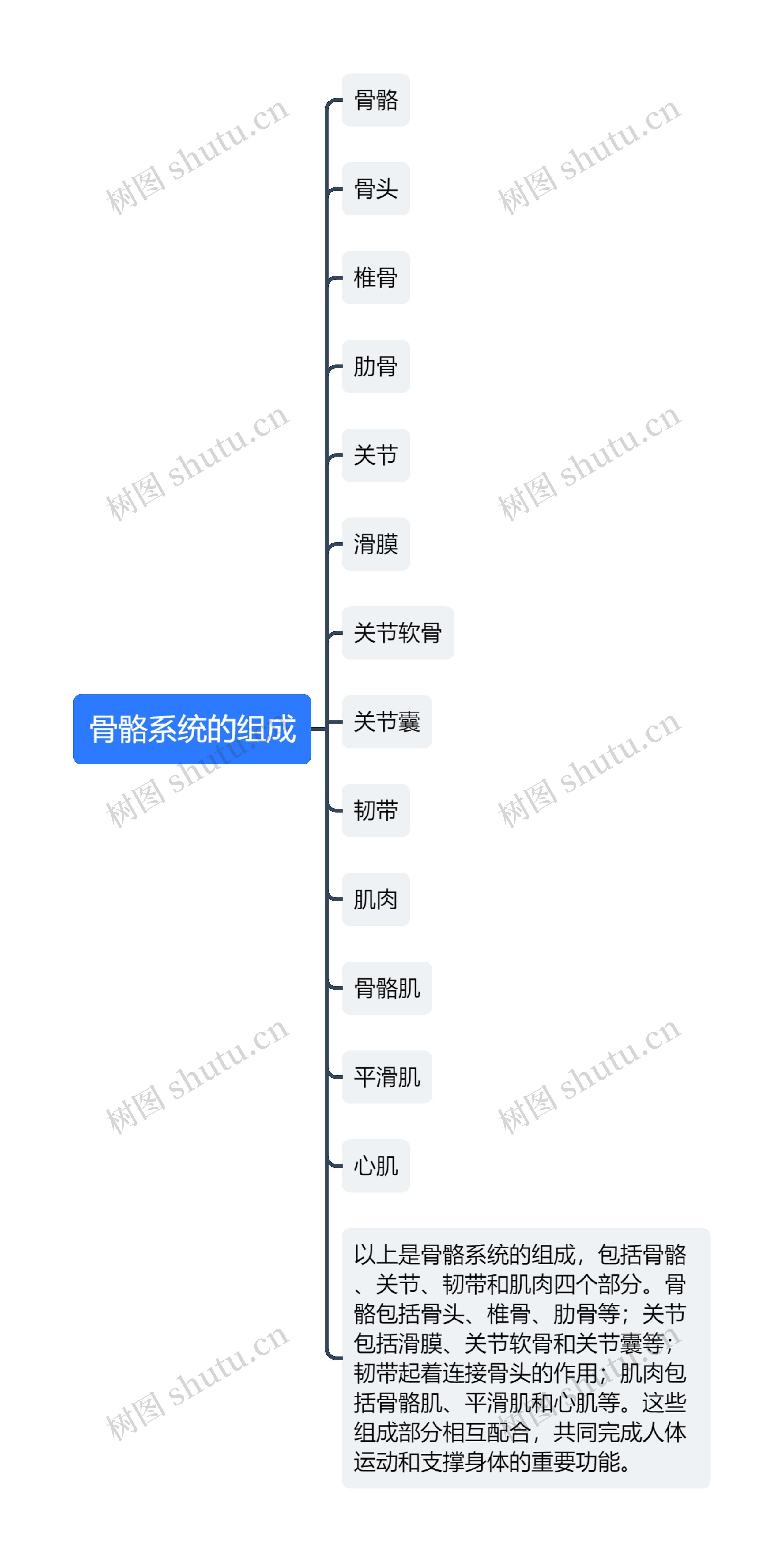 骨骼系统的组成