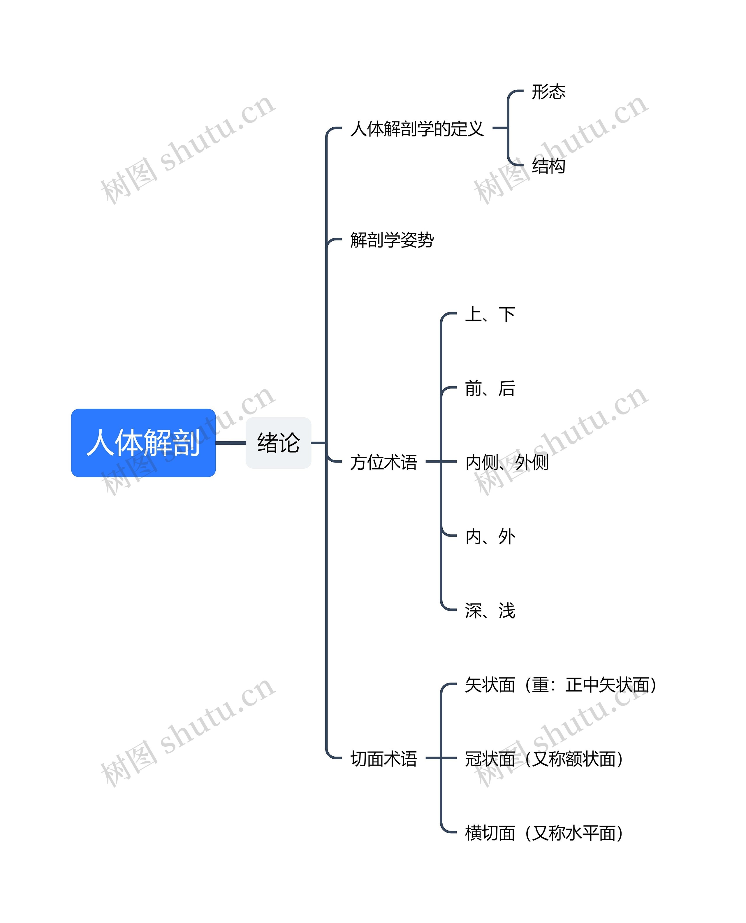 人体解剖