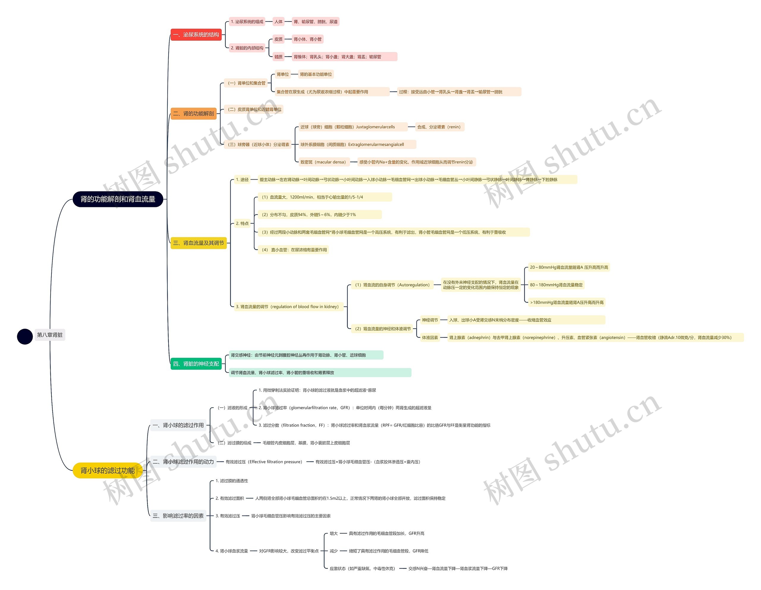 肾的功能解剖和肾血流量思维导图