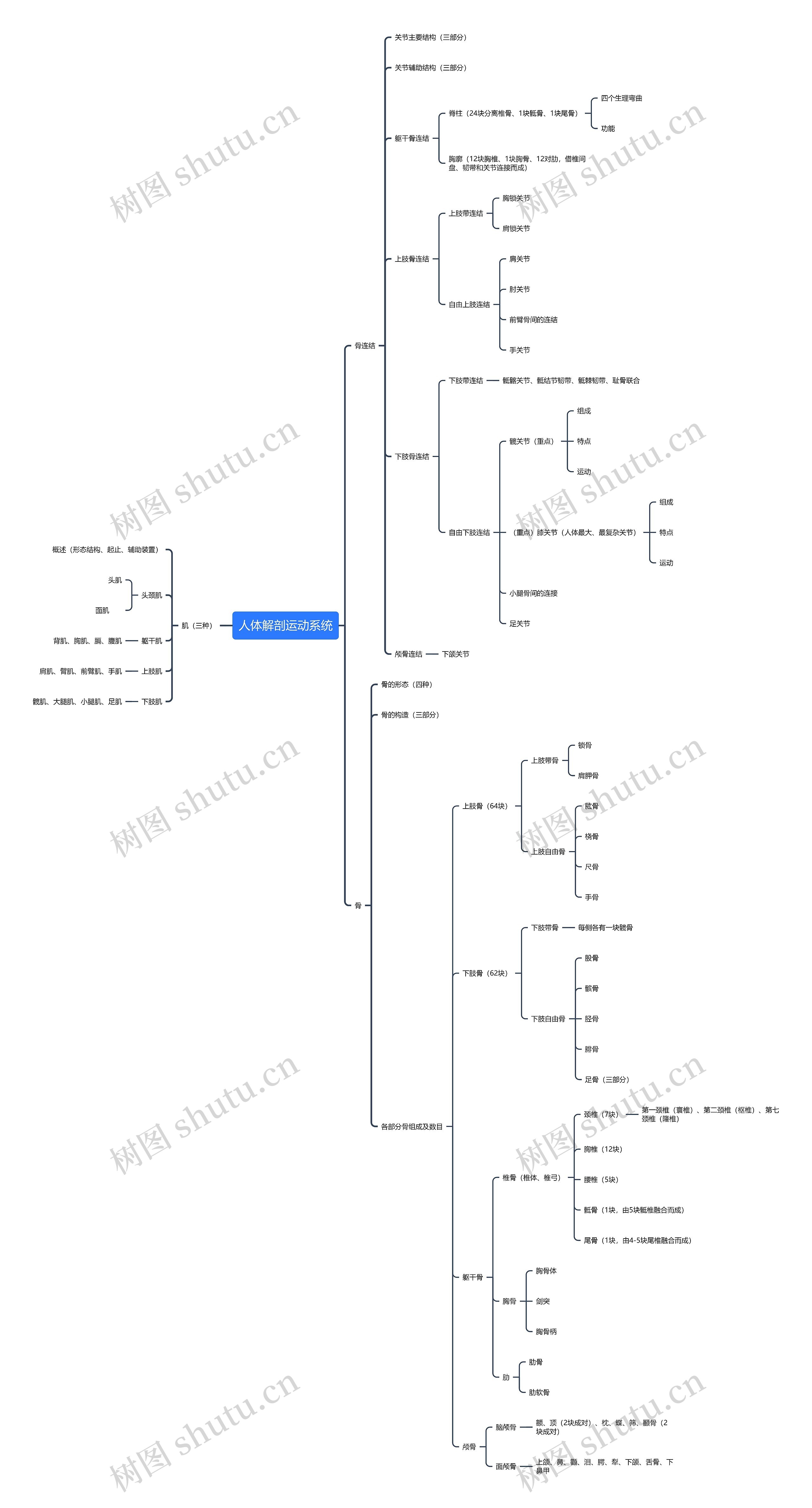 人体解剖运动系统思维导图