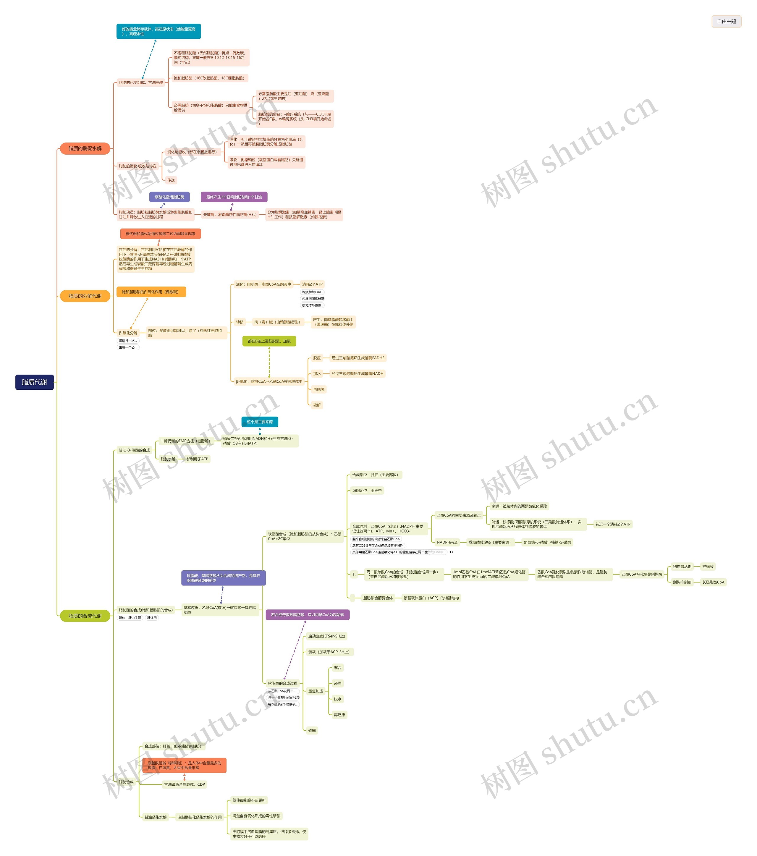 脂质代谢医学知识脑图思维导图