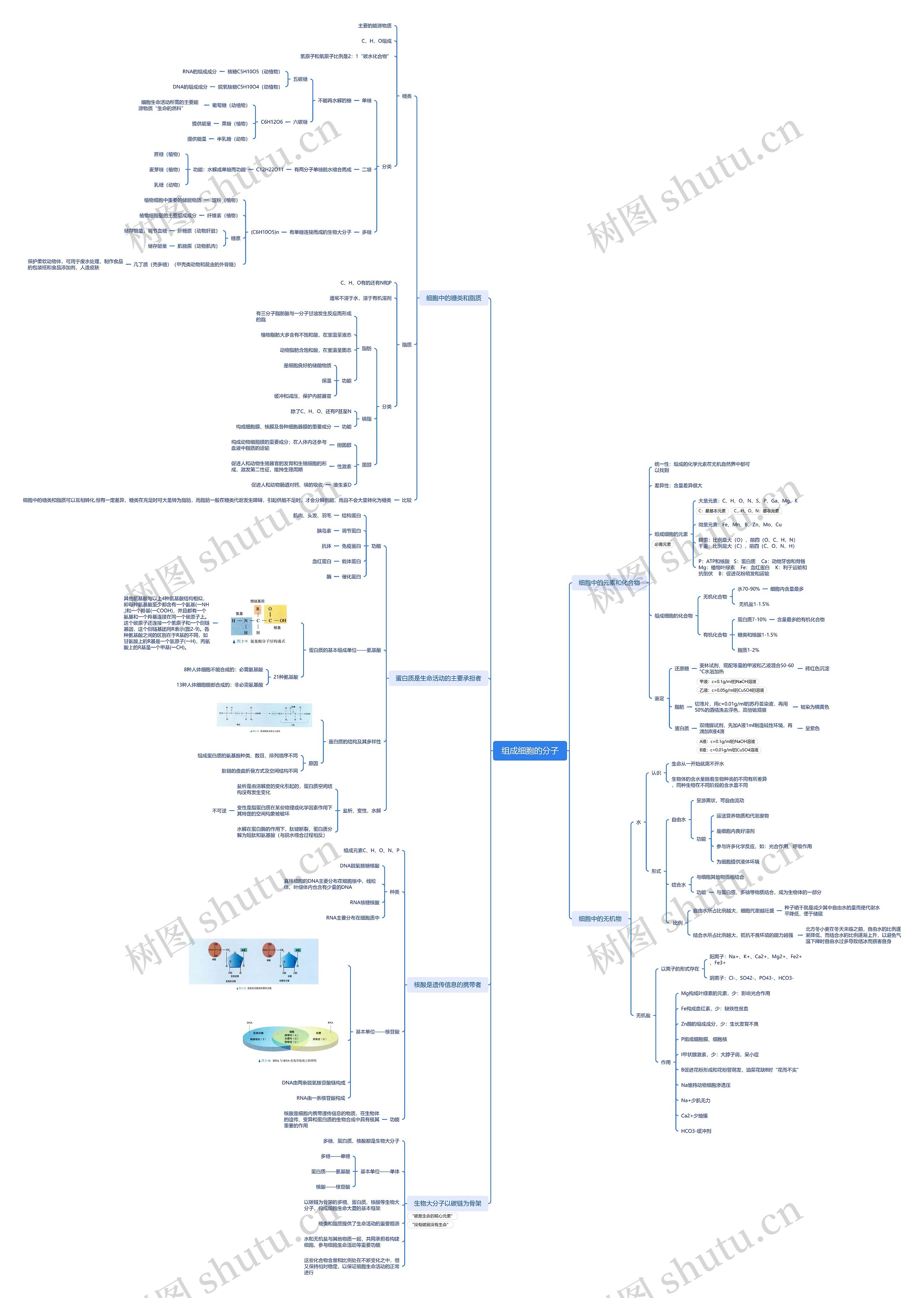 组成细胞的分子知识点脑图